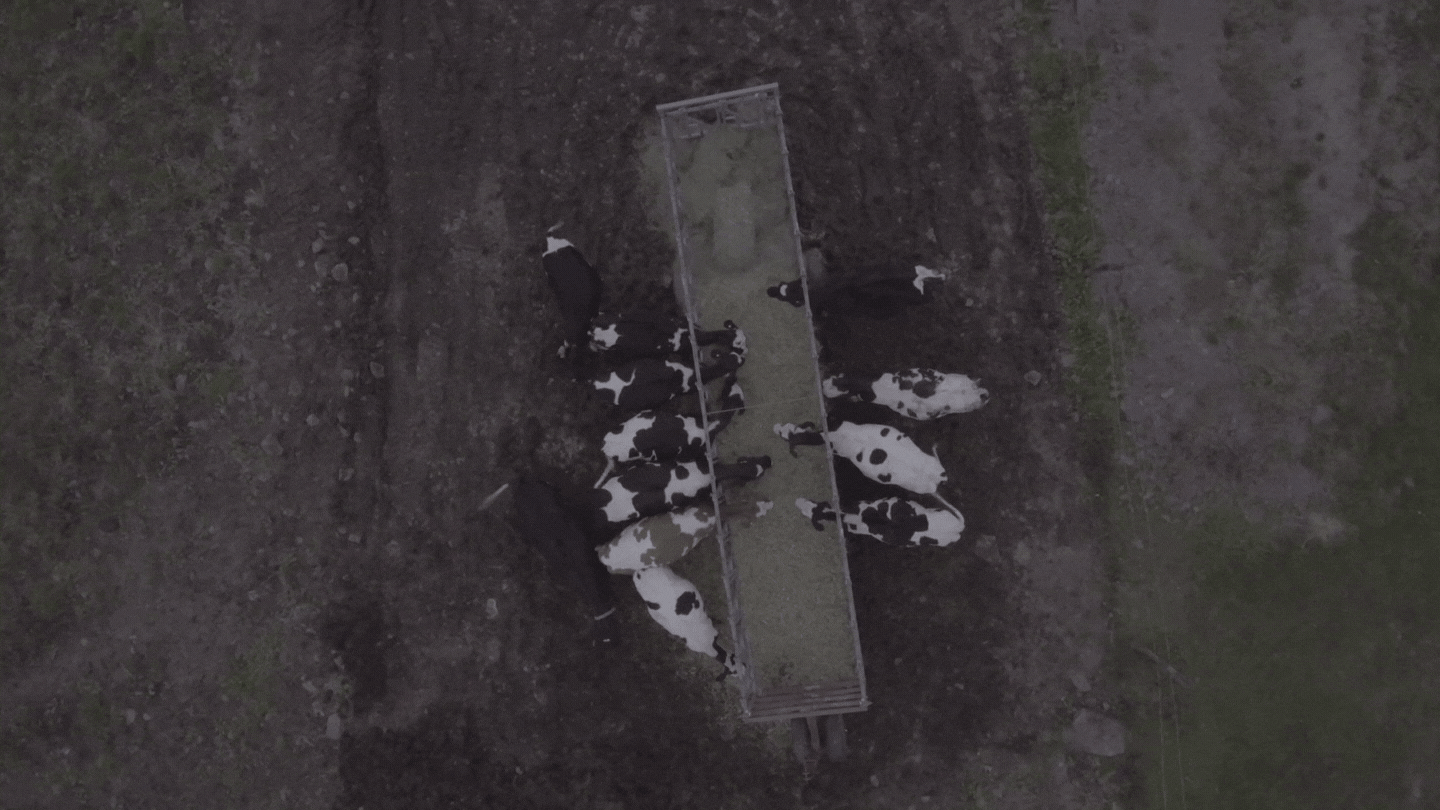 Cow rise 4K LOG .gif