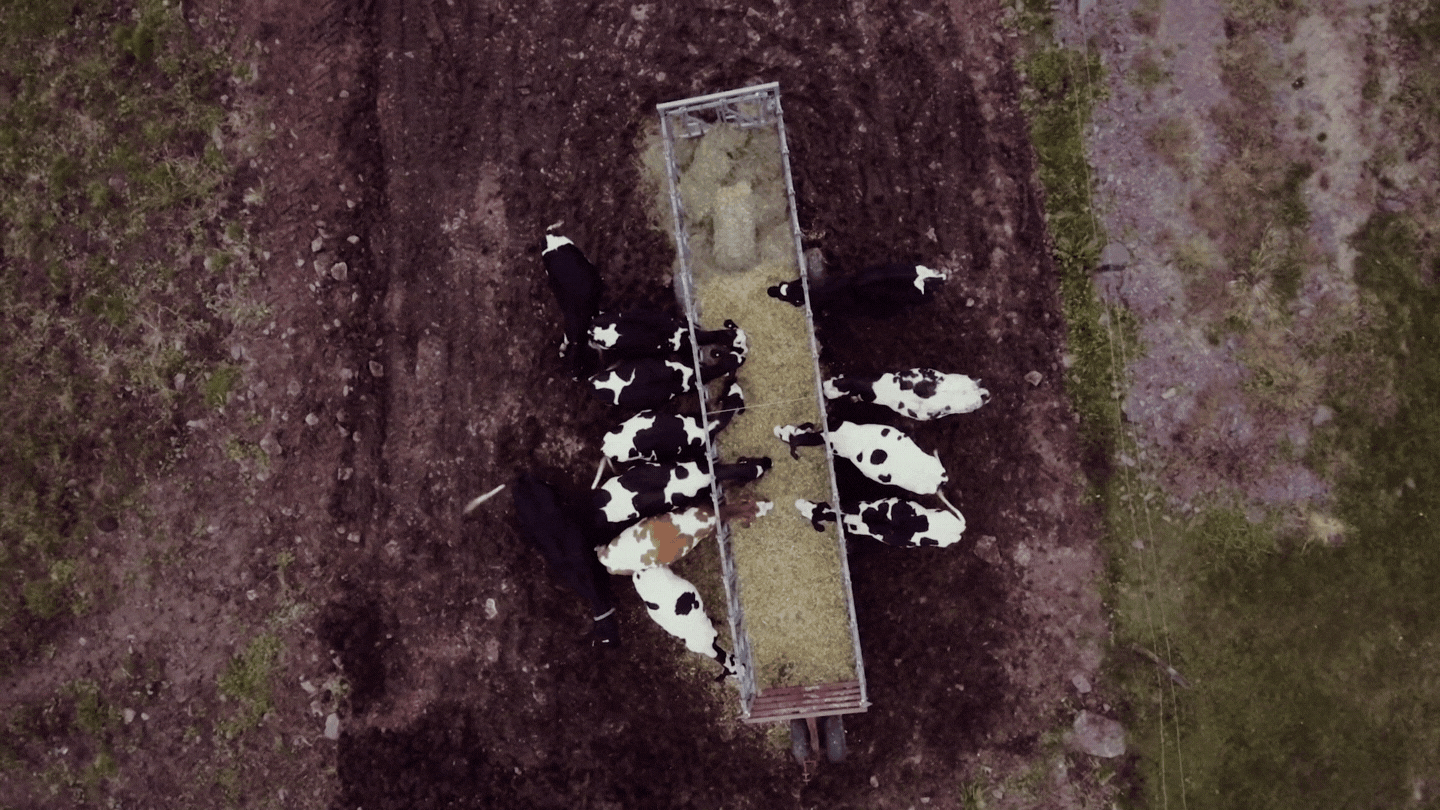 Cow Rise  Color Graded 4K