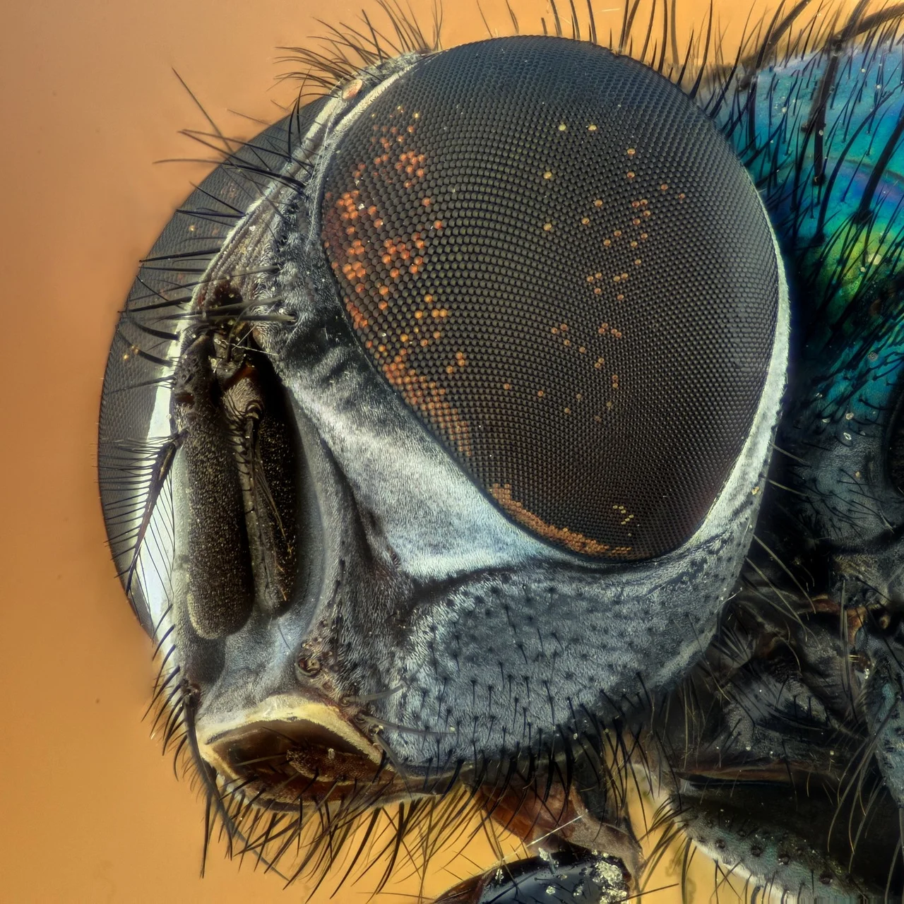 fly.jpg
