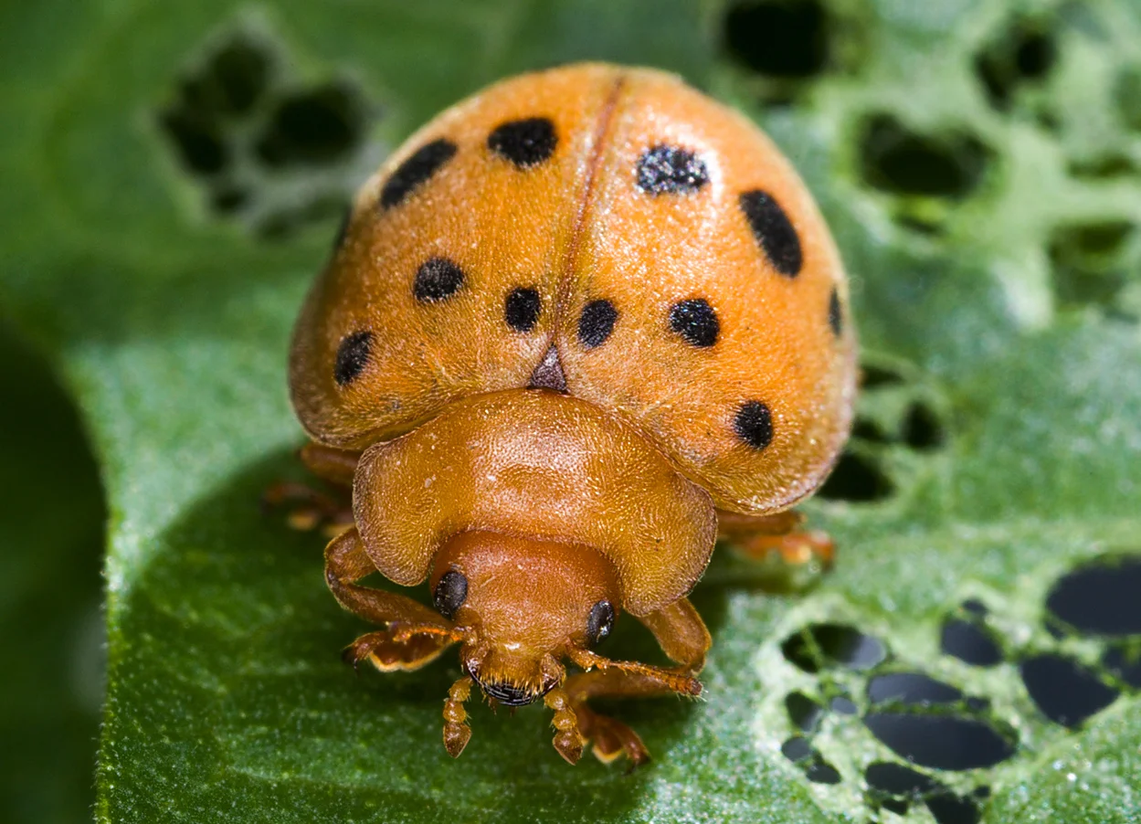 An Epilachninae beetle. These crop pests can cause locally severe crop losses. The Epilachninae are hosts to parasitoid wasps, so can be managed using biological methods.