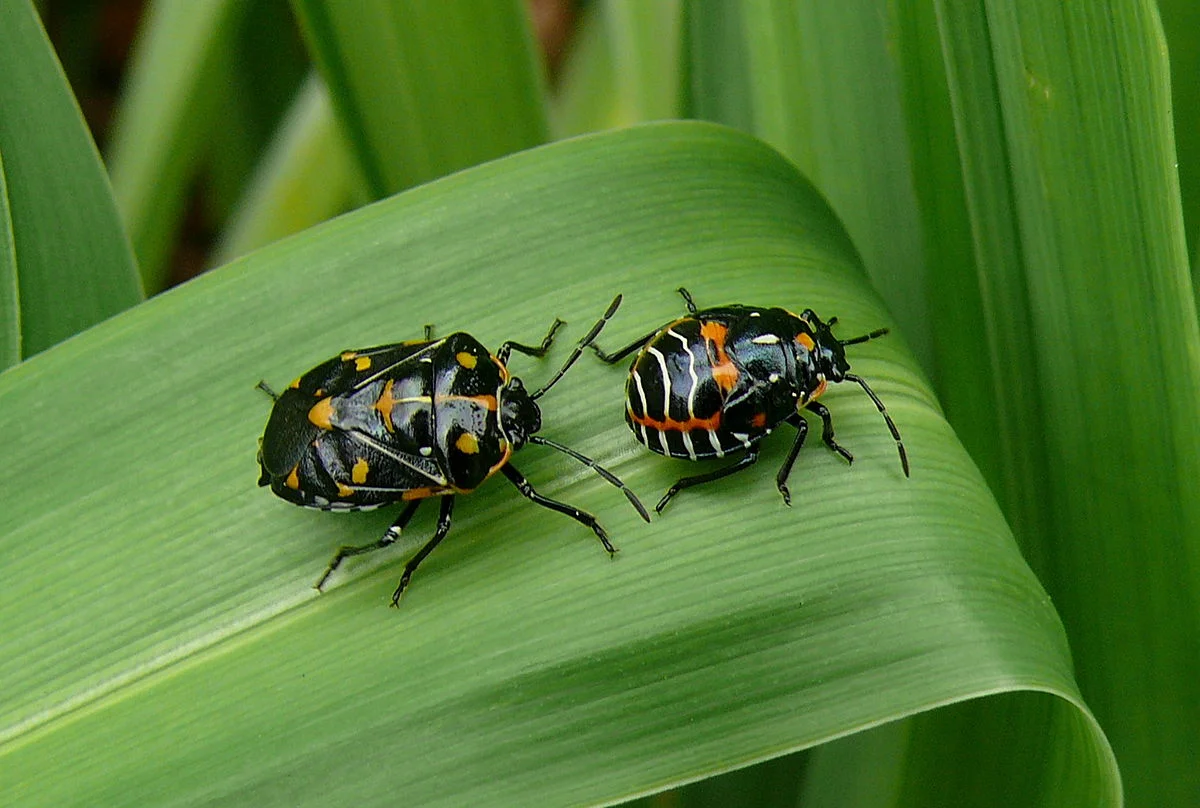Harlequin cabbage bugs: an adult and nymph. Pheromones can also be used to bait plants and trap these insects