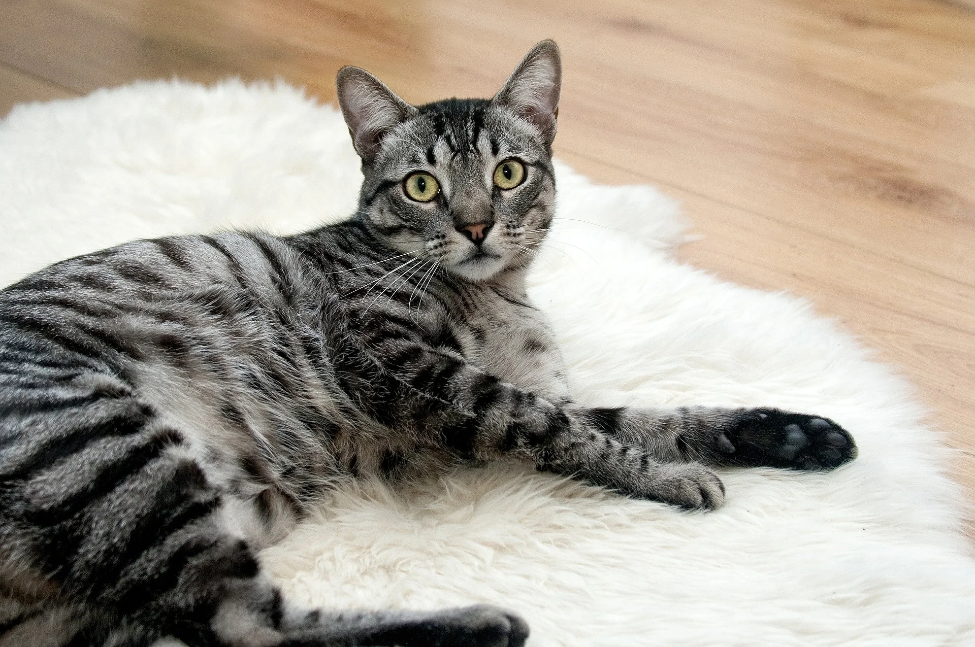 cat-468232_1920.jpg