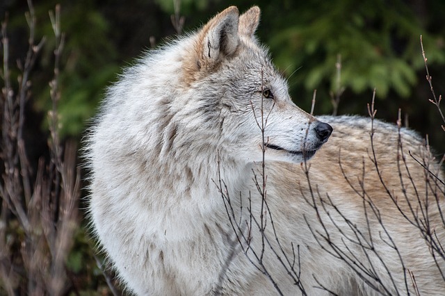 Rewilding And Rehunting Us Attempts Again To Manage Gray Wolves