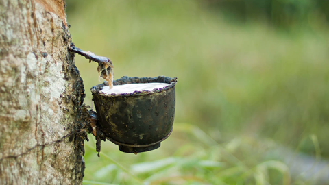 Liquid Latex Being Hand Collected From The Rubber Tree, Hevea brasiliensis