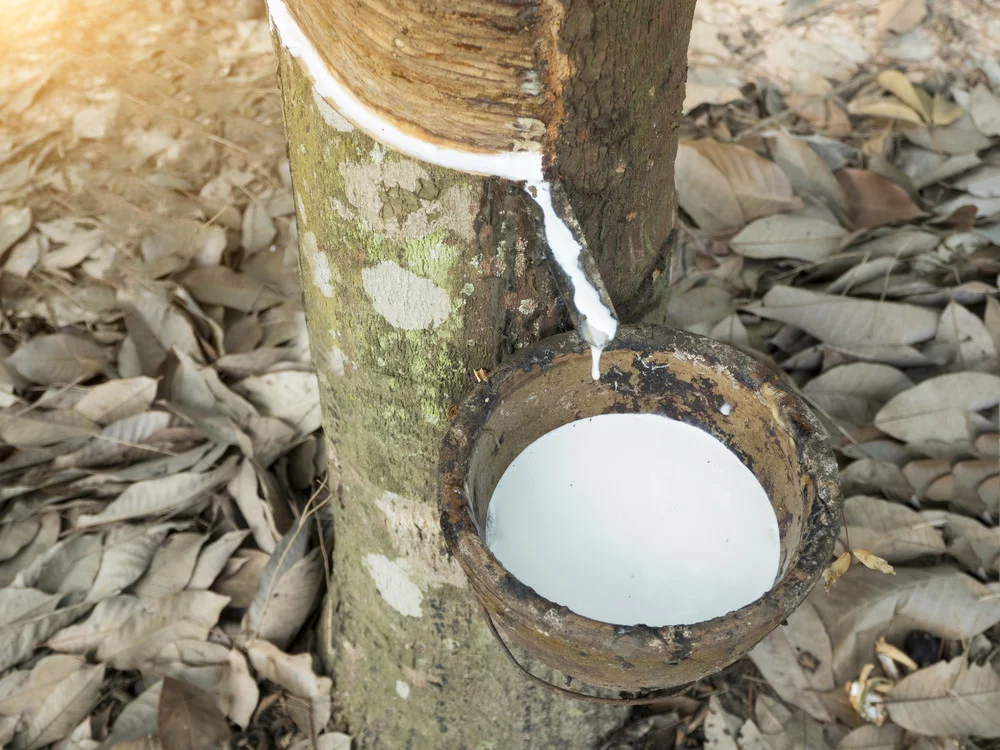 A natural latex mattress is made using the hand collected pure extract from rubber trees.