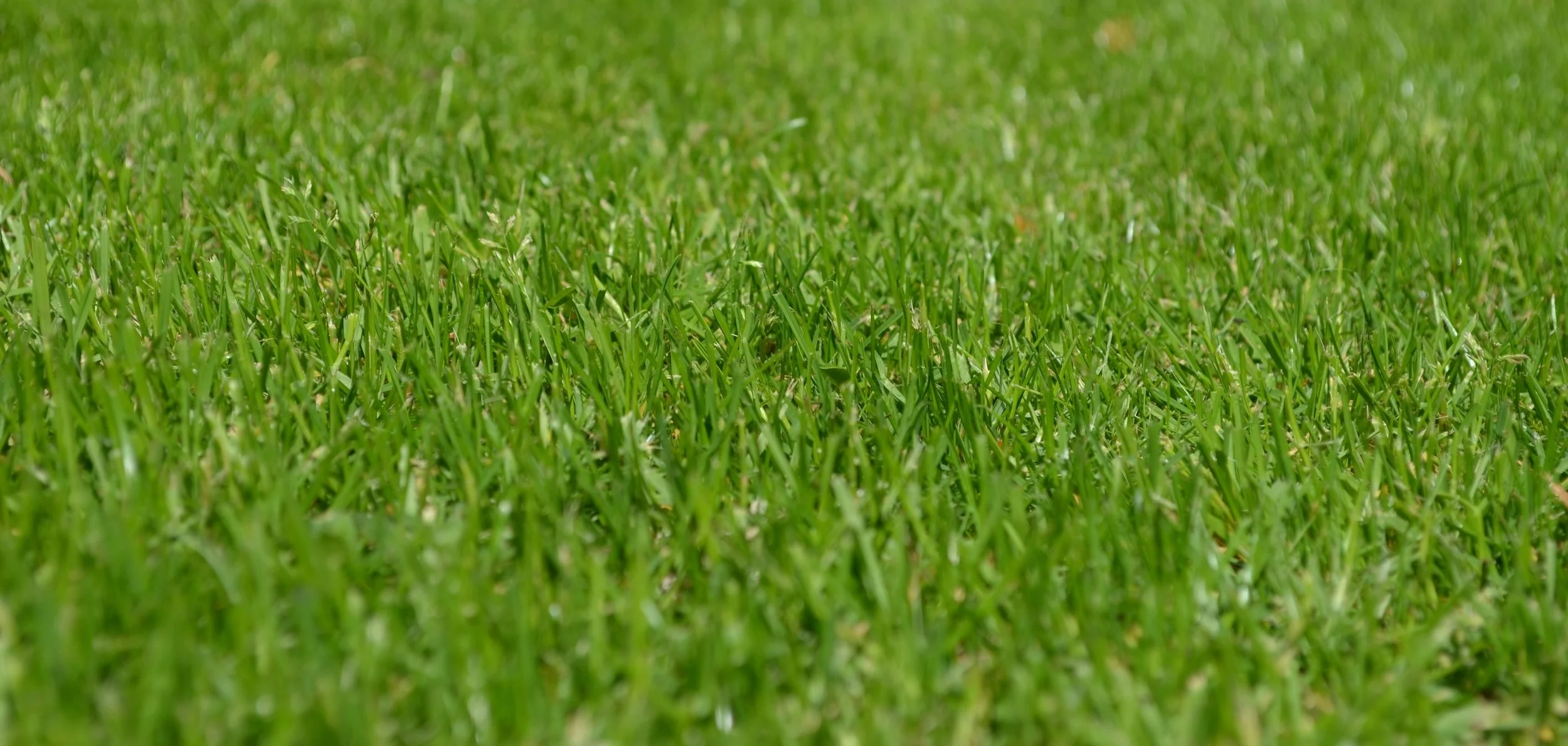 rush-meadow-ornamental-grass-spring-56011.jpeg