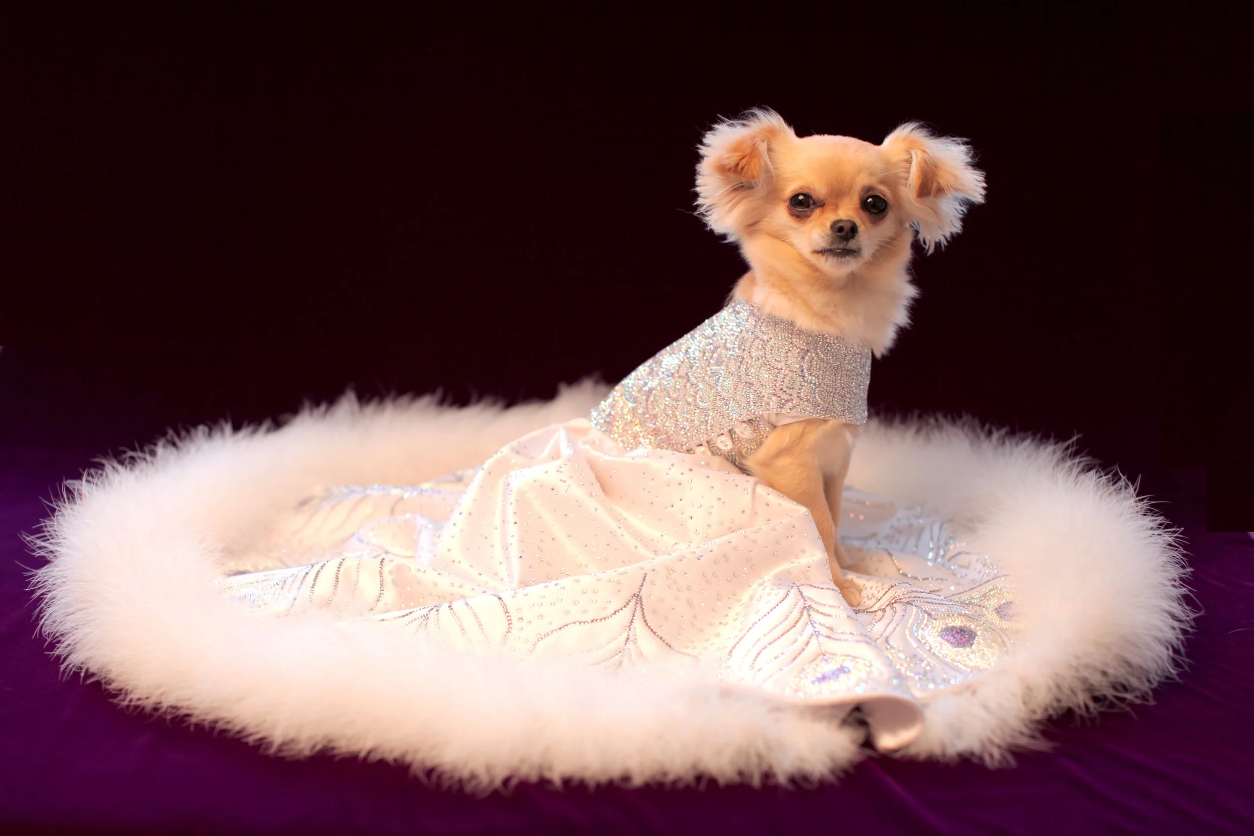 WMEP Dog Dress.JPG