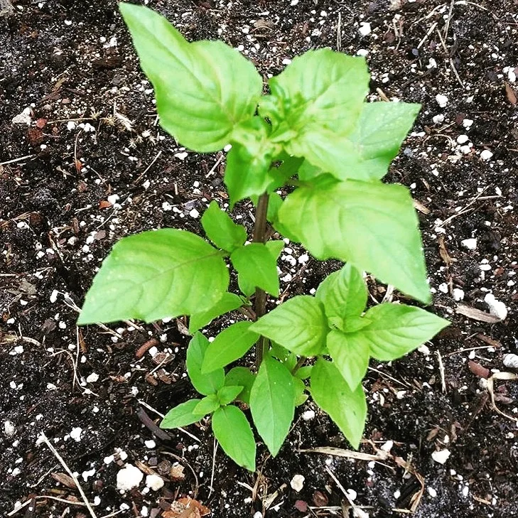 Basil: A culinary herb of the mint family