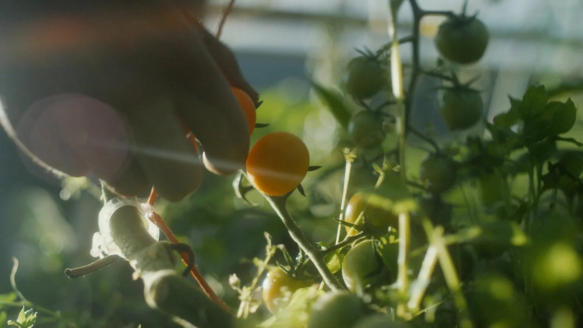 A weekly box of the freshest local food straight from our farm to you  Skip the grocery store! Join our CSA for a full season of vegetables, eggs, bread, and more grown and sourced right here in the Fraser Valley.   Join the CSA 