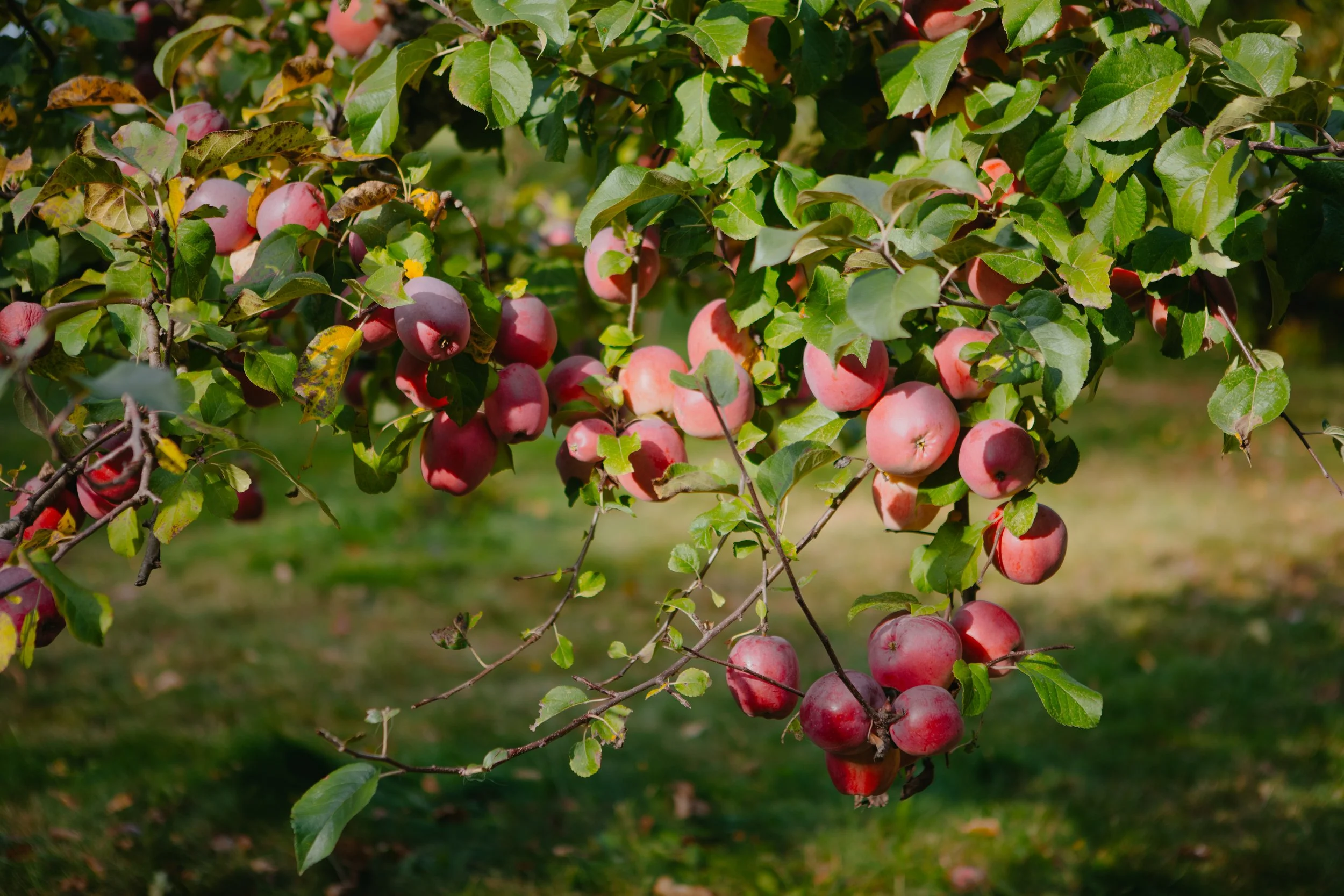 SWEET EARTH FARMS65.jpg