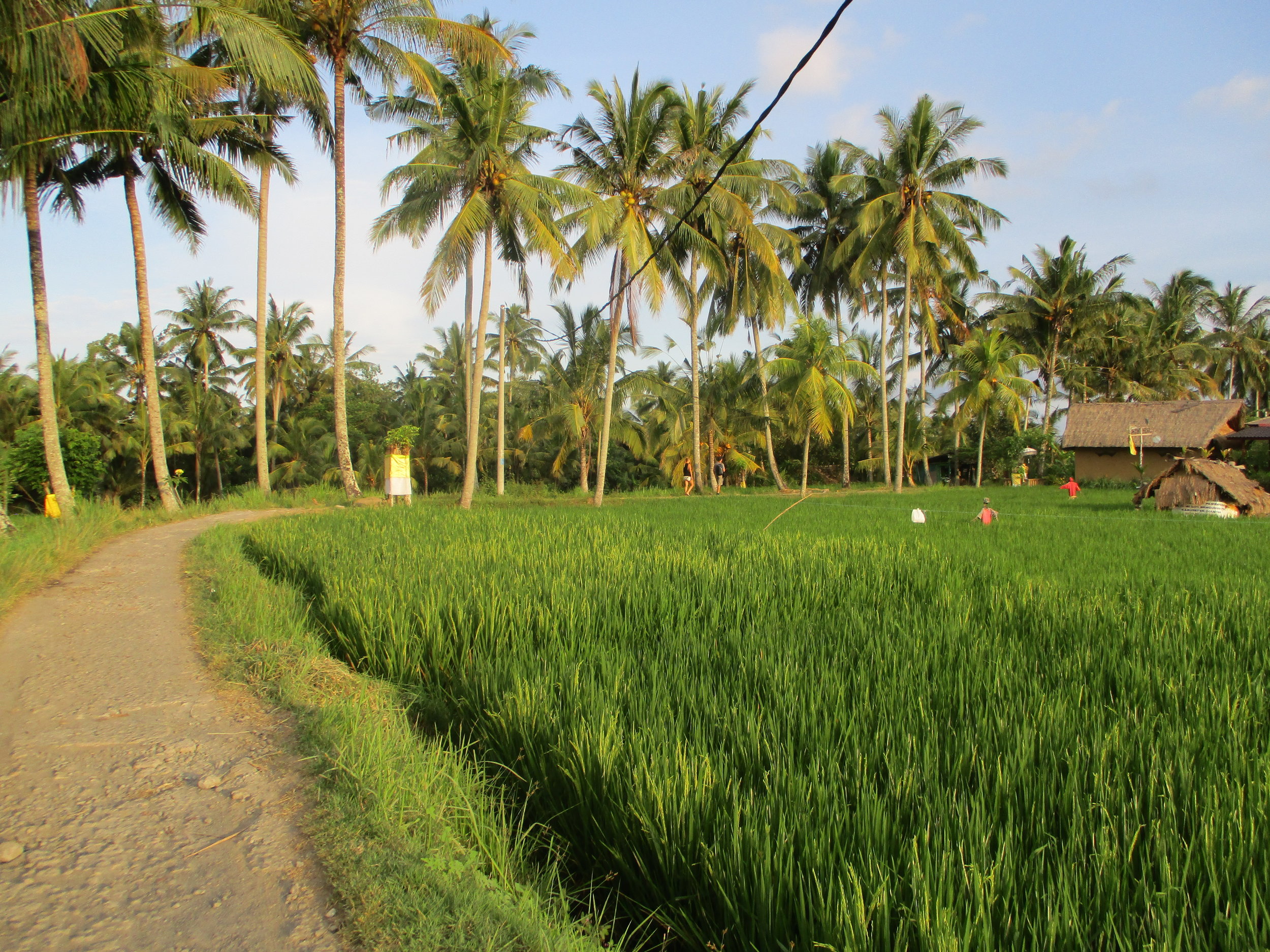 Ubud rice paddies