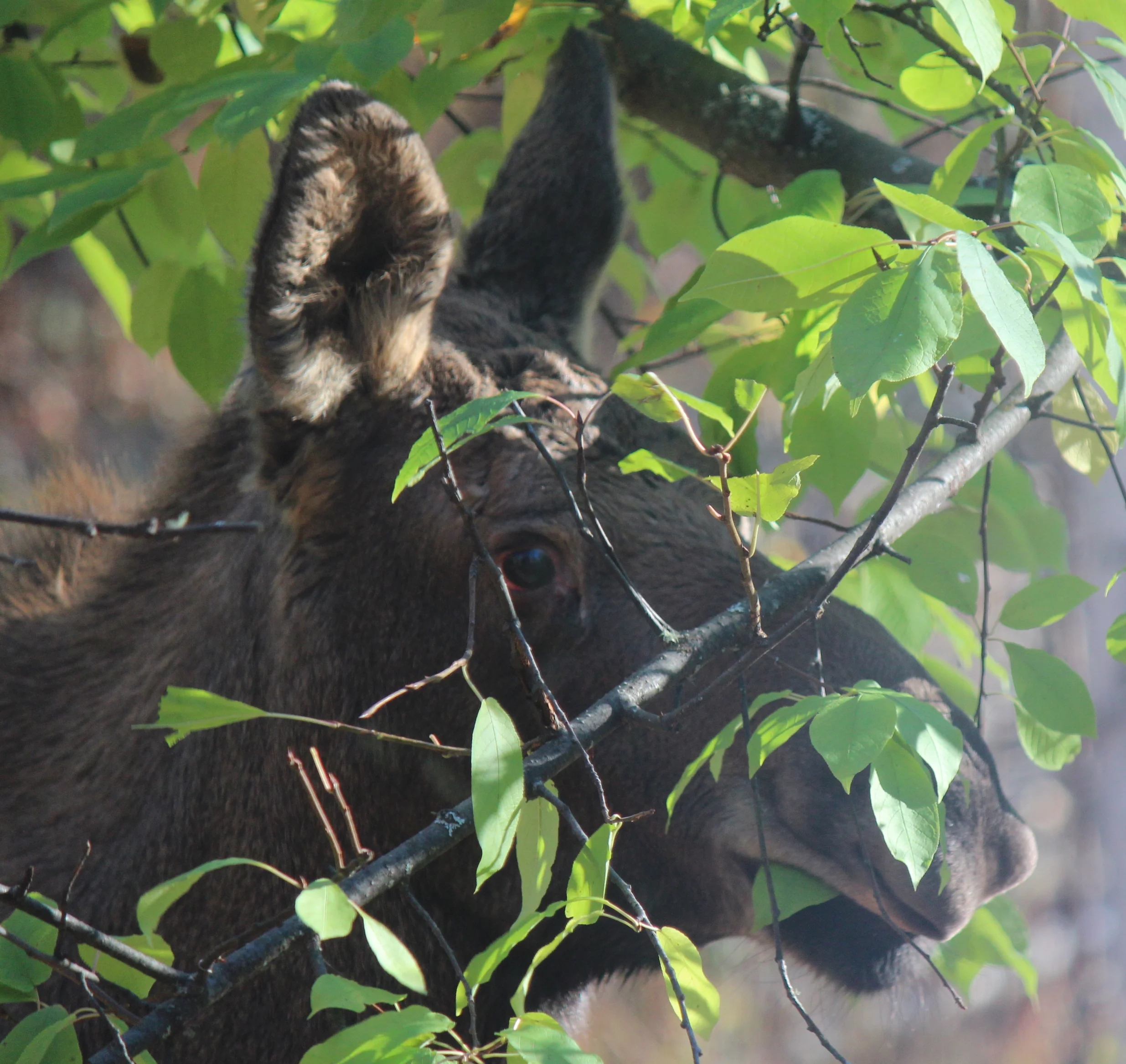moose leaf rt.jpg