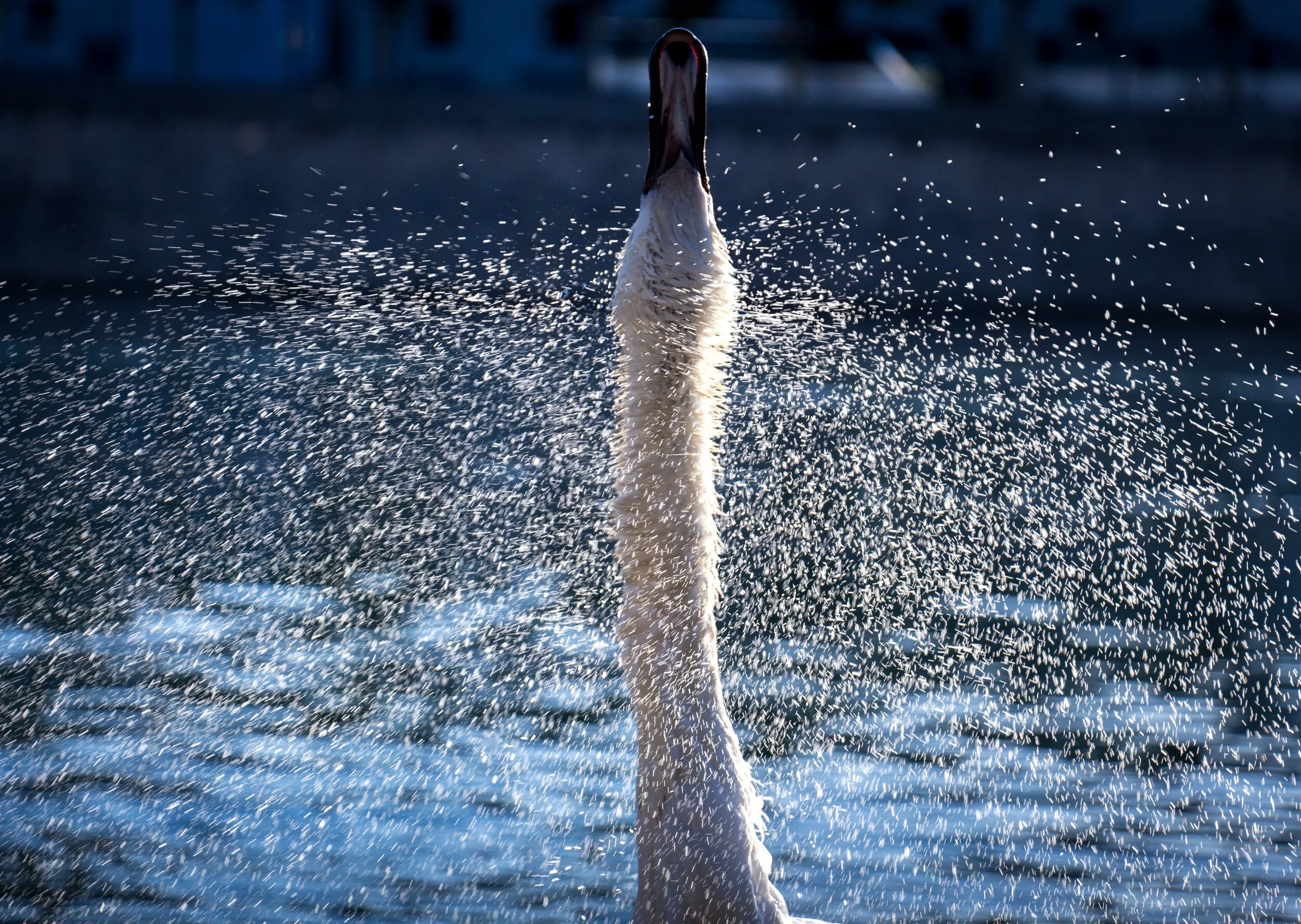 Episode 78: Clench and Melt: A Practice for Softening When Things Aren't Going Your Way