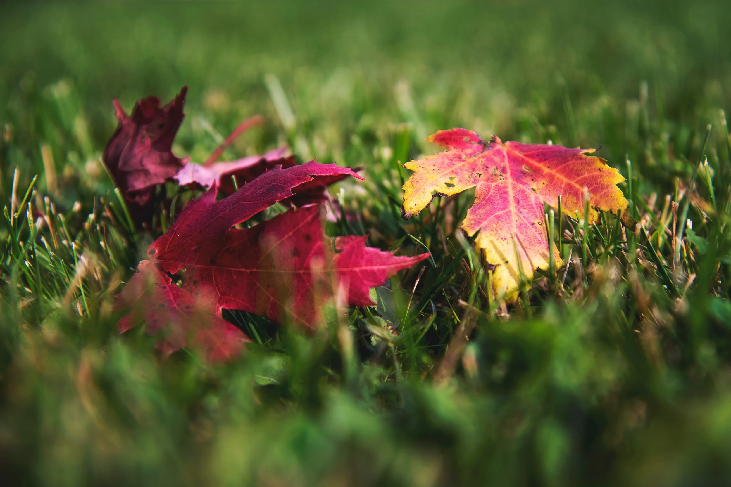 Circling the Seasons