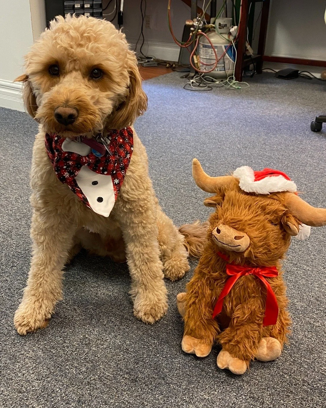 We're open today from 10am to 1pm, so be sure to stop by and get some last-minute shopping done! 🎁 However, please note that we'll be closed on December 25th, 27th, 31st, and January 1st. 

 #stantonjewelers #stantons #westlakeohio #westlake #golden