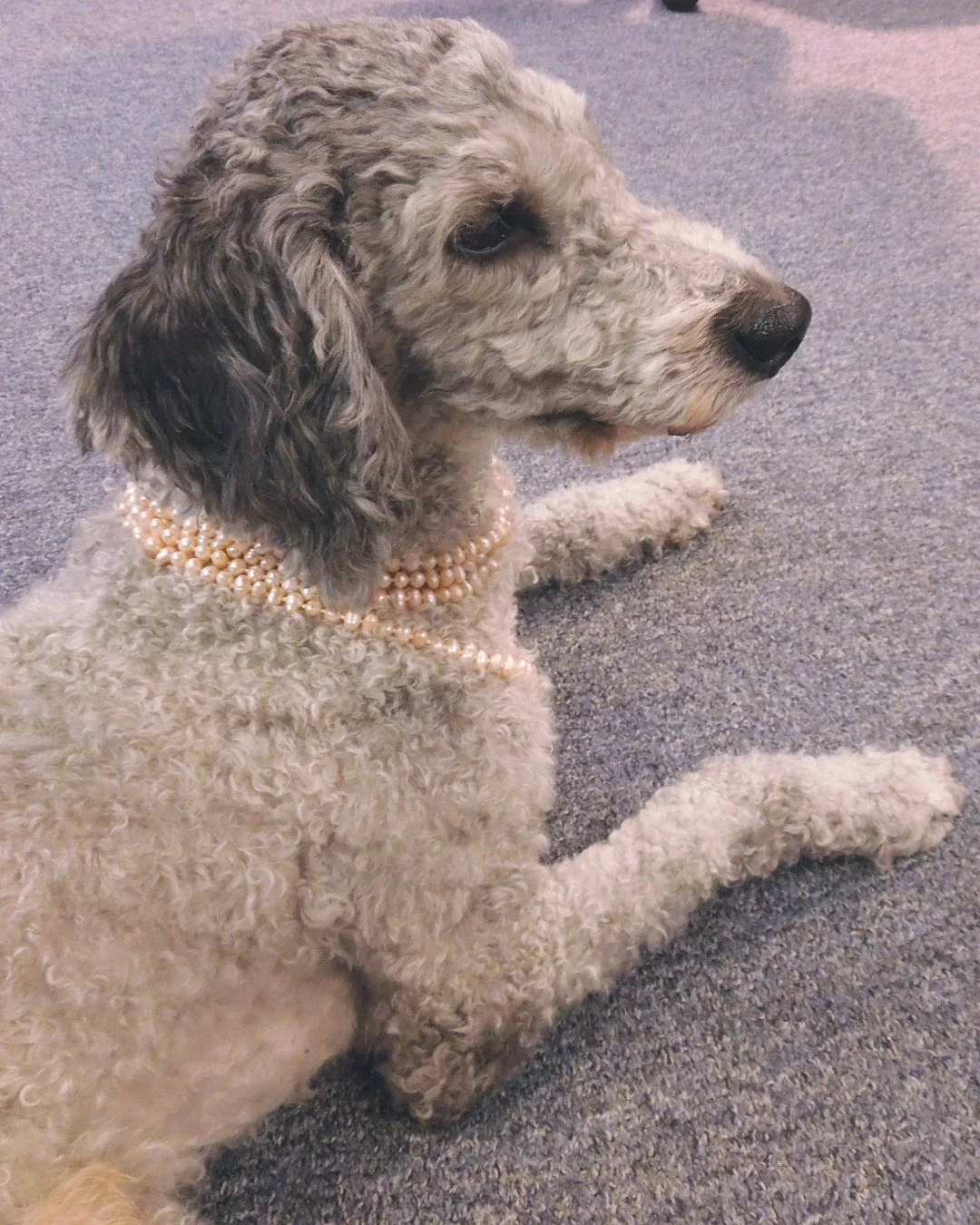 Pearls have been trending for a few years now, and a classic multi-strand necklace is the perfect blend of a timeless design with a modern aesthetic. Our intern, Muppet, finds pearls to be very comfortable and stylish!

 #stantonjewelers #stantons #w