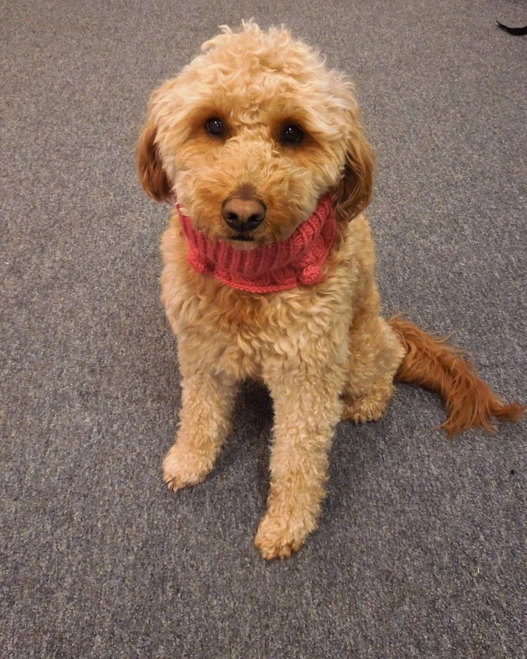 The weather is cold, so Lucas is keeping warm in the most stylish way!

 #stantonjewelers #stantons #westlakeohio #westlake #goldendoodle