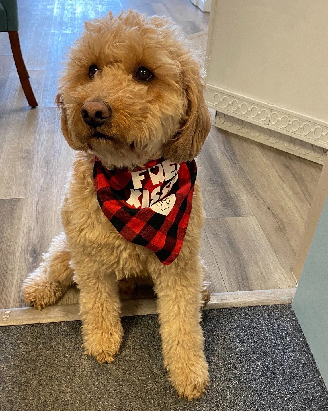Happy Valentine's Day! 💝

 #stantonjewelers #stantons #westlakeohio #westlake #goldendoodle