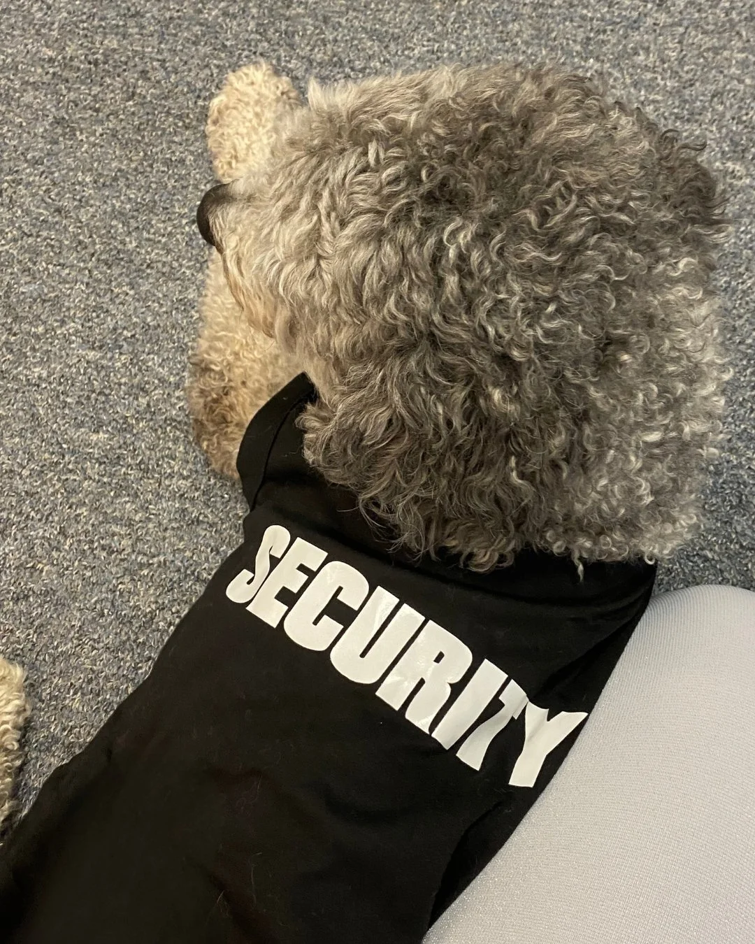 Our handsome intern Muppet is interviewing for a new security guard position. He's still in training, but he sure looks the part!

#stantonjewelers #stantons #westlakeohio #westlake #bernedoodle