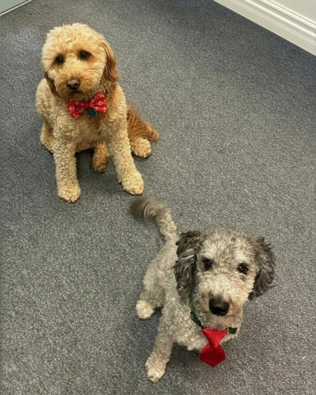 It's another double doodle day with Branch Manager Lucas and our Security Guard in Training, Muppet!

 #stantonjewelers #stantons #westlakeohio #westlake #bernedoodle #goldendoodle
