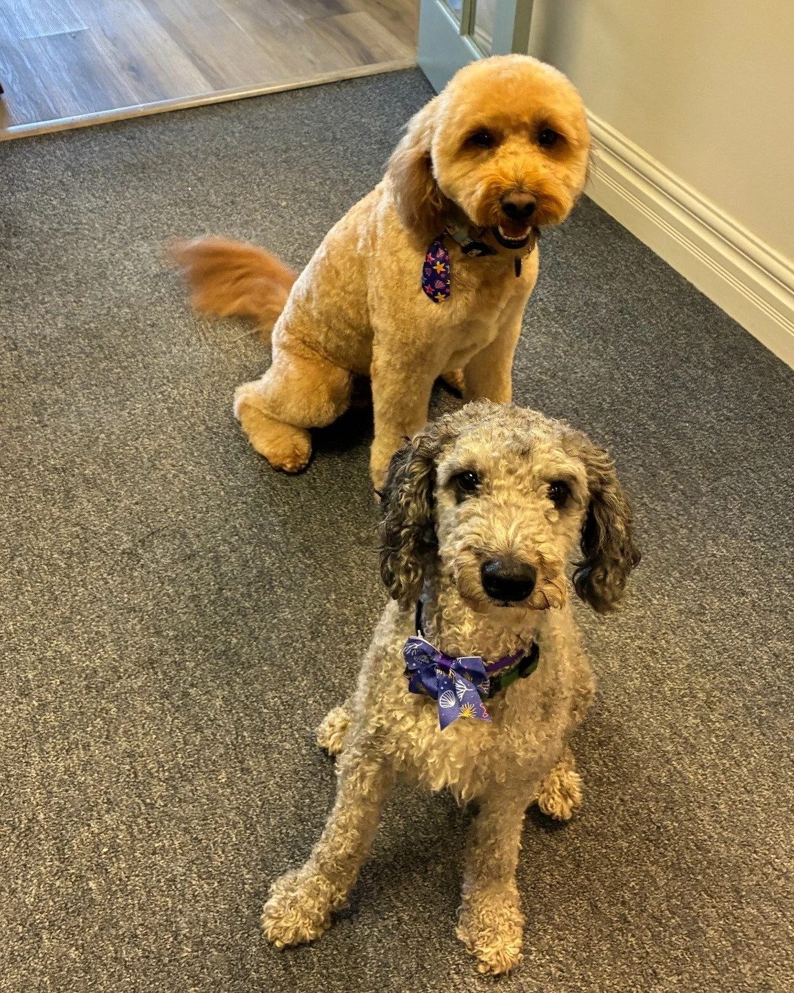 It's another double doodle day for our two very professional coworkers, Lucas and Muppet!

 #stantonjewelers #stantons #westlakeohio #westlake #bernedoodle #goldendoodle