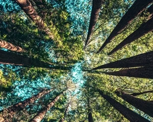 tree_c.jpg