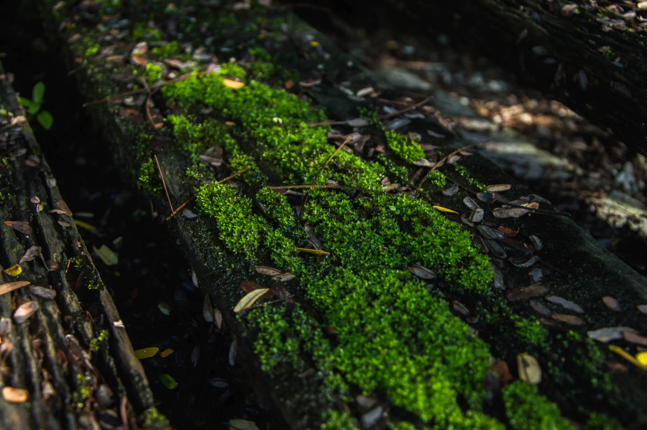 DSC_0056.jpg