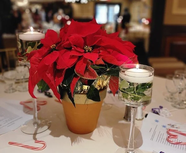‘Tis the season for….Poinsettias! Our December Flower of the Month!