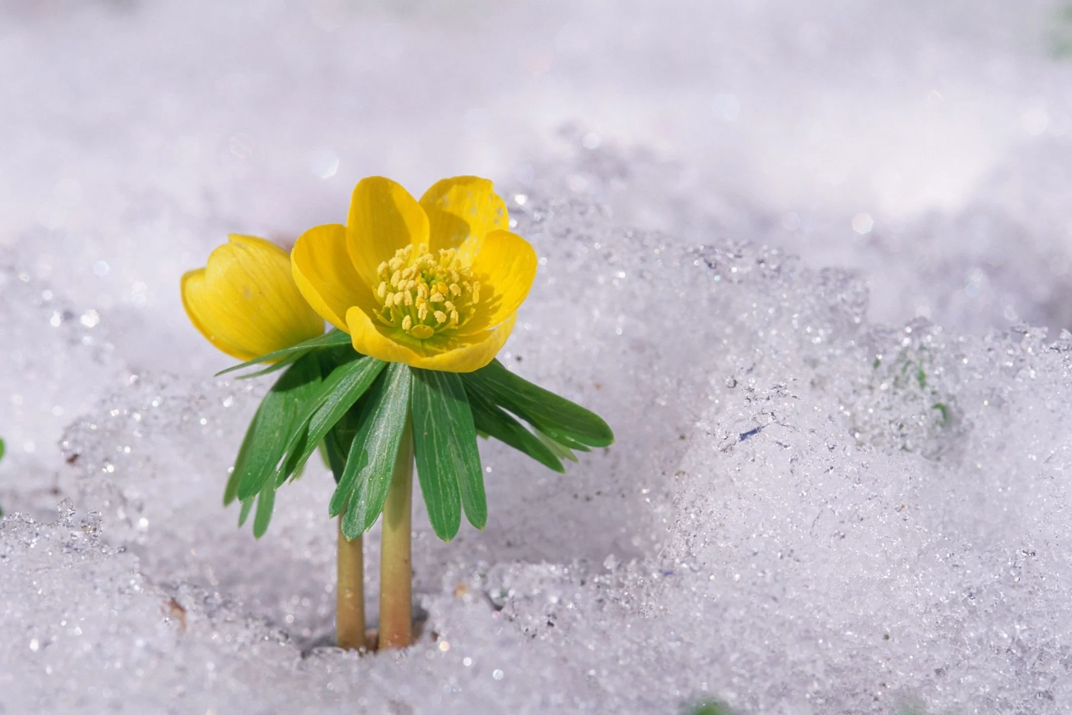 Caring For Your Flowers In The Winter