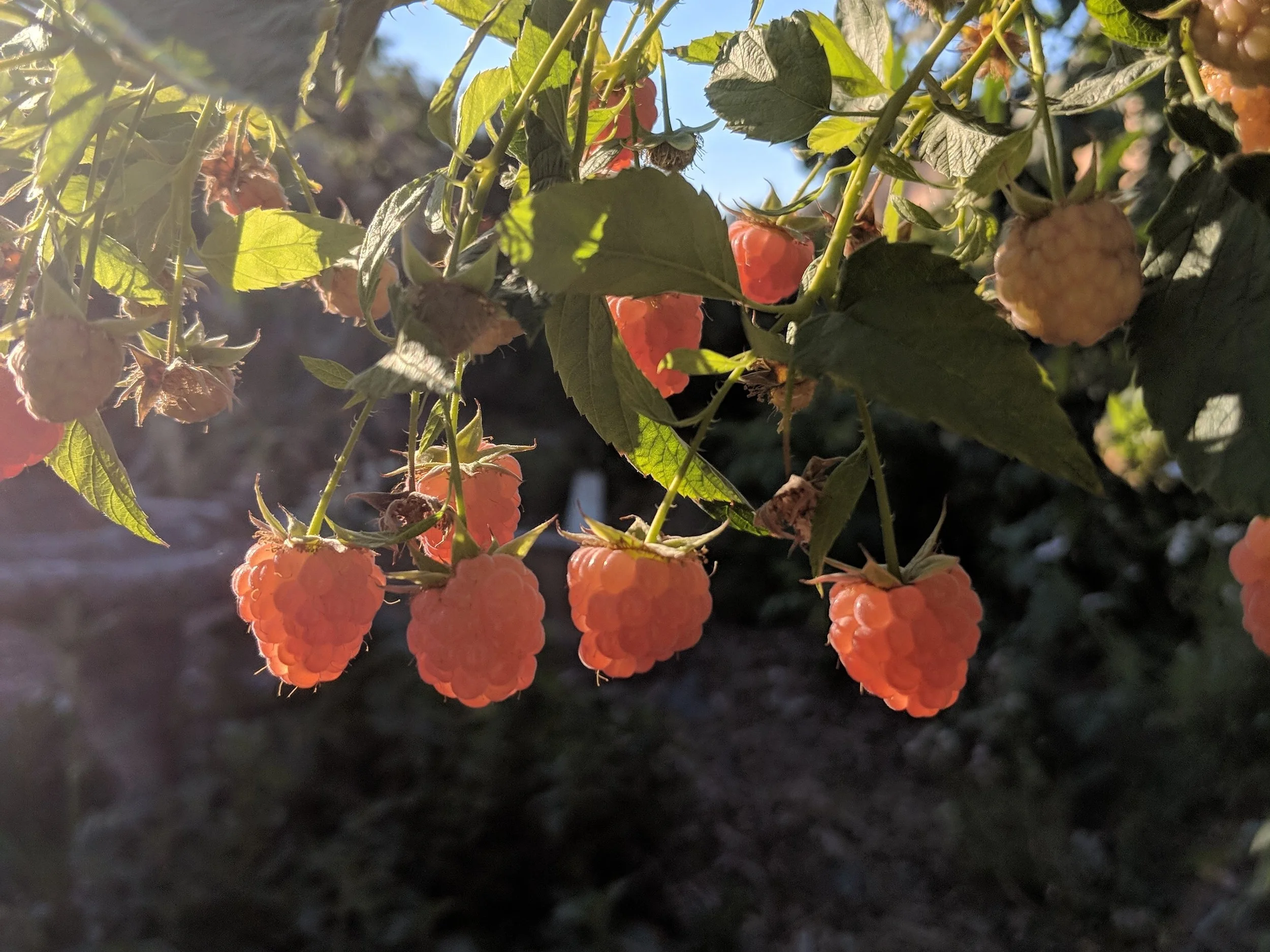 Ripe Double Gold Raspberries, such pretty and delicious berry.