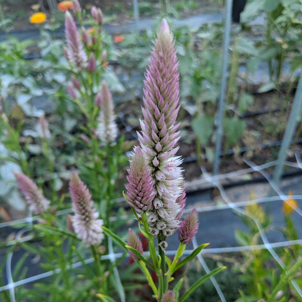  Flamingo Feather Wheat type Celosia 