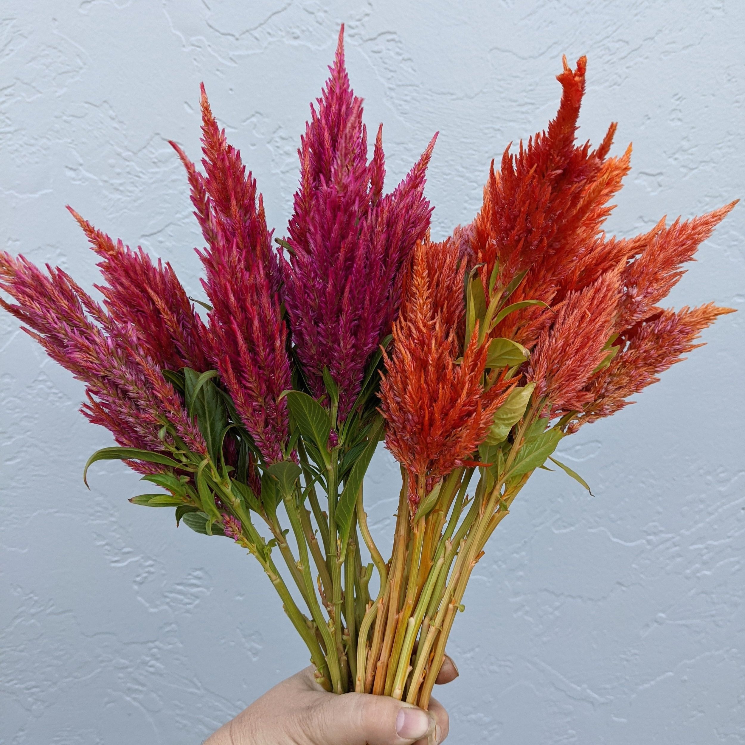 Celosia Plumosa Sunday Orange and Dark Pink