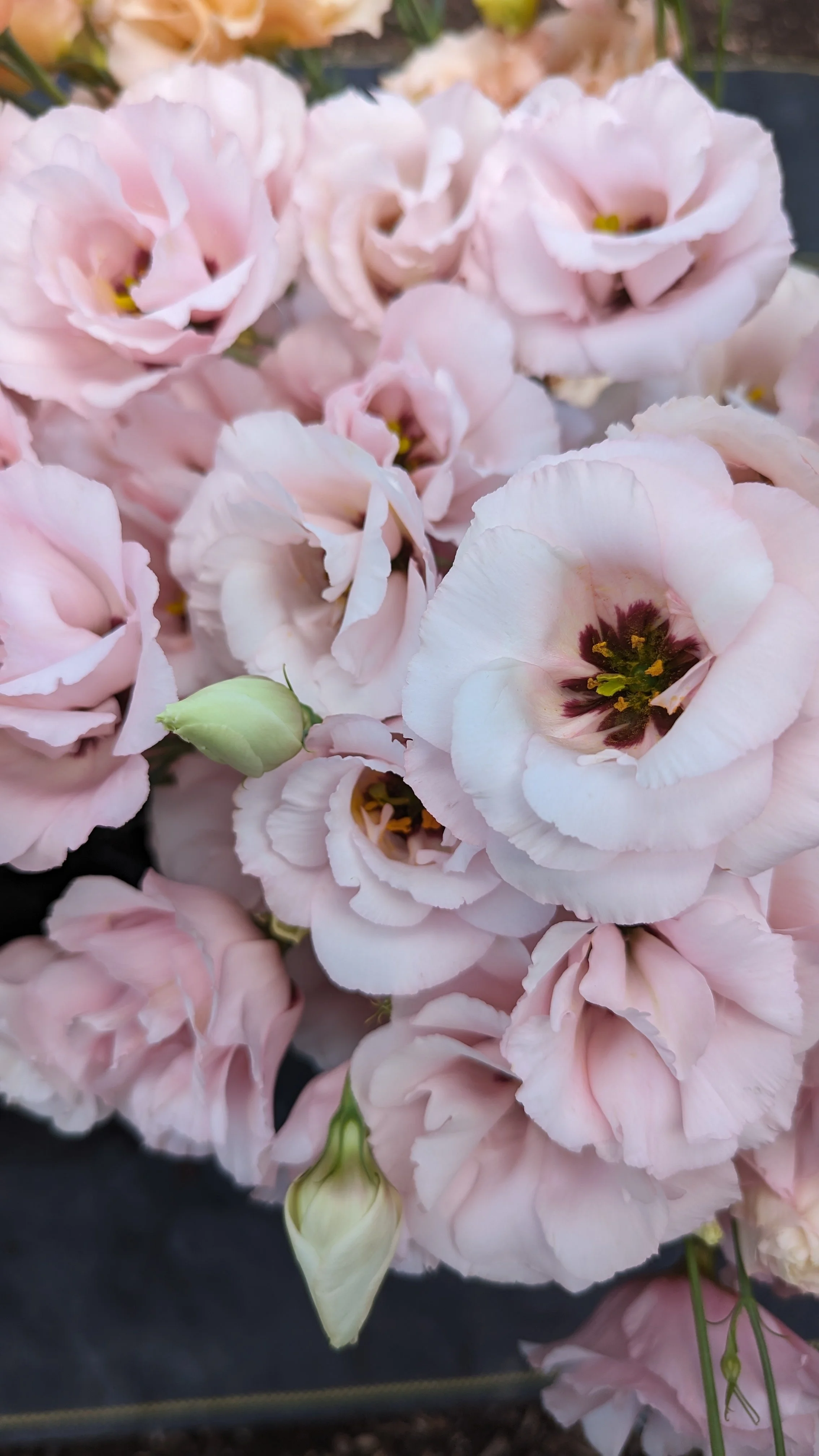 PXL_20230823_162439156 (1).jpg