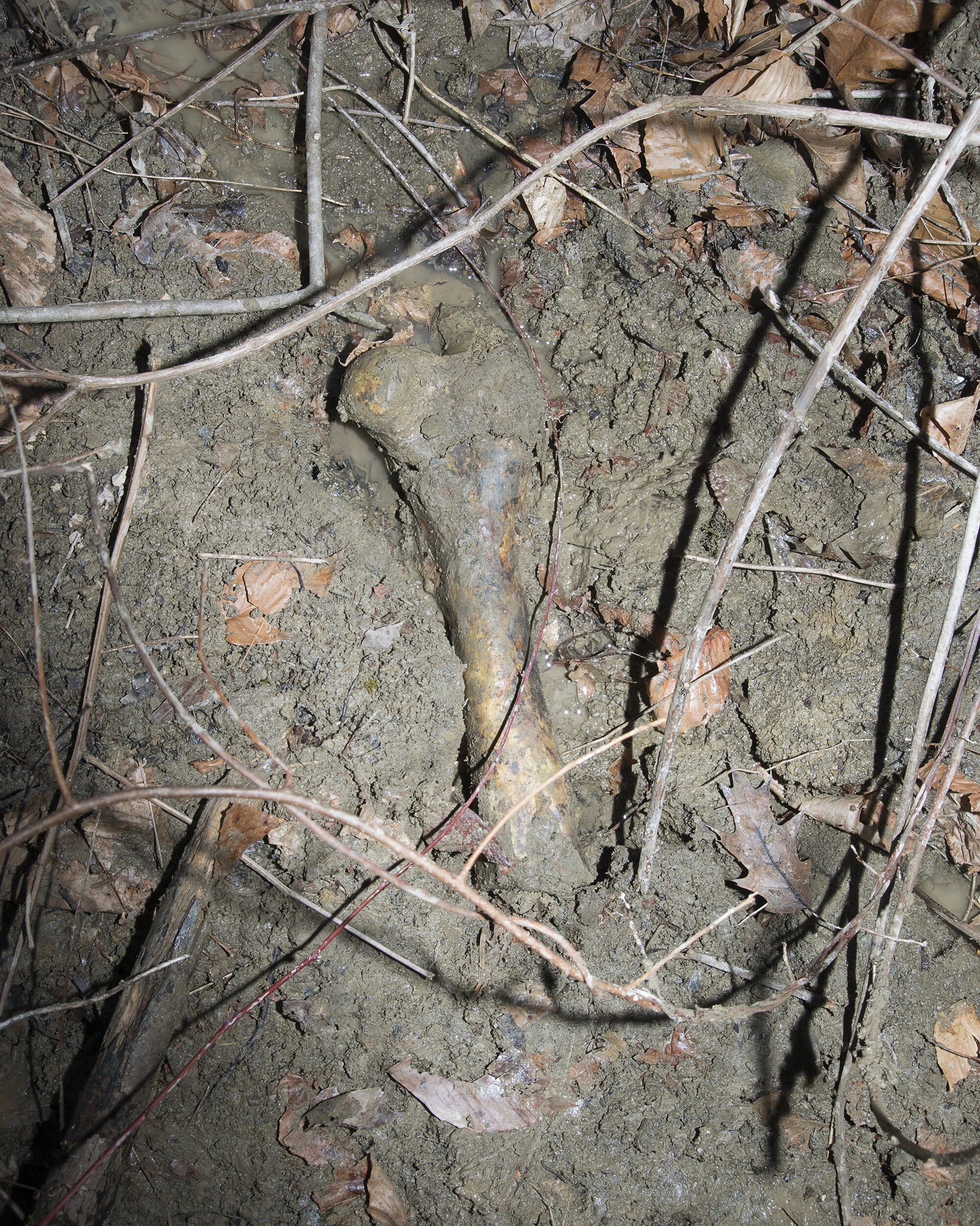 excavated bone_web.jpg