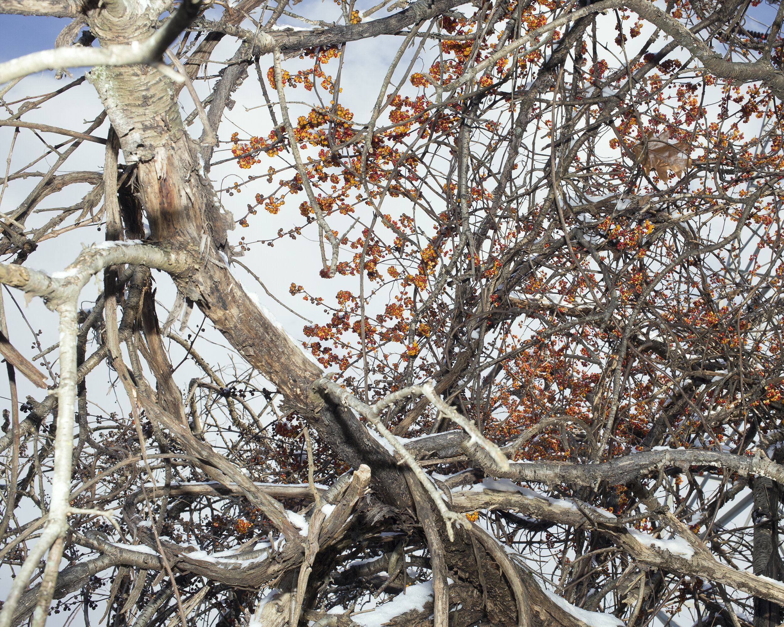 IMG_8382 4x5 crop_web.jpg