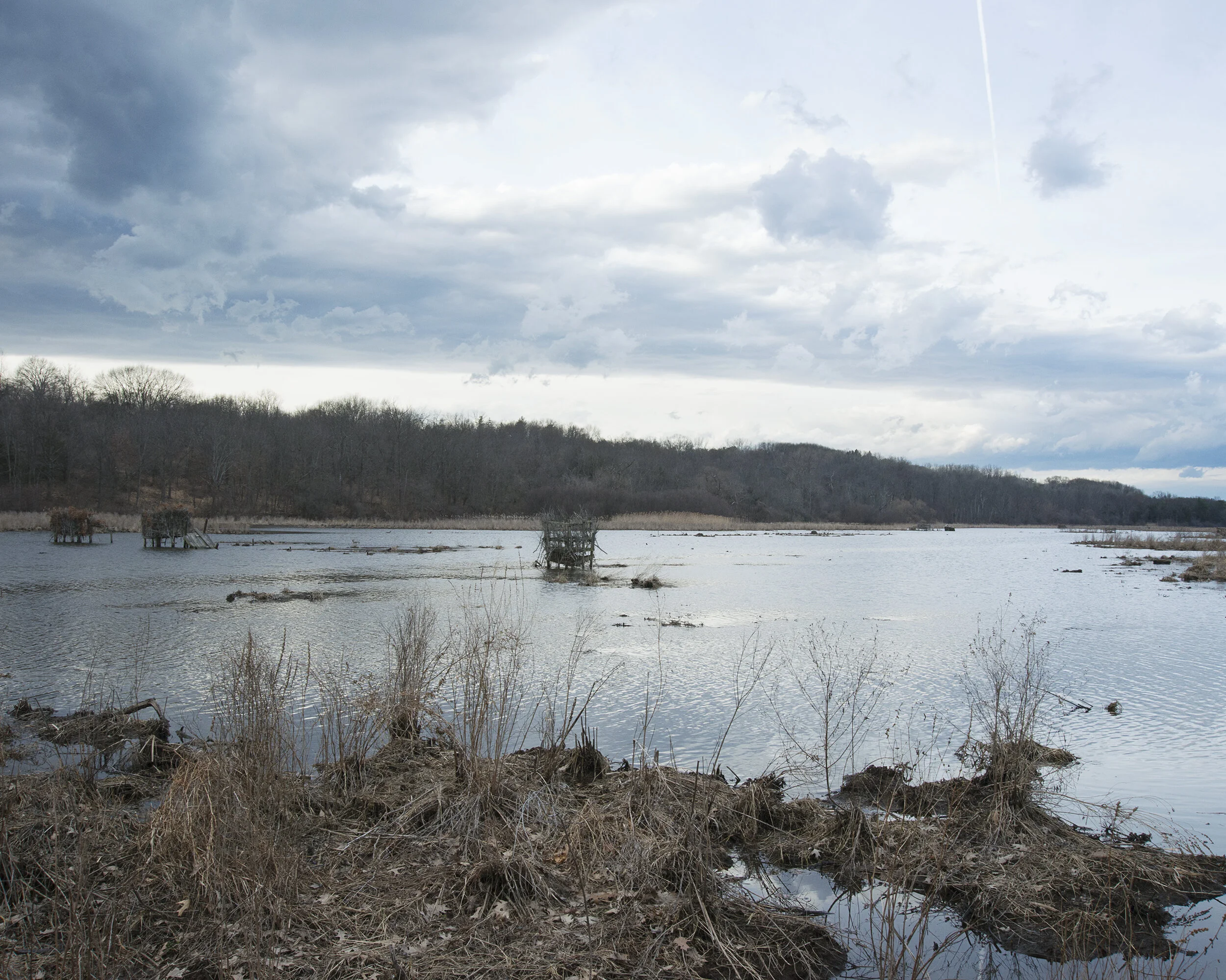 swamp landscape_web.jpg