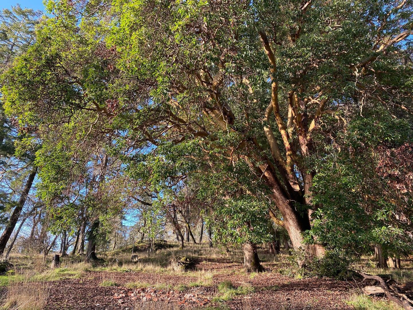 The Arbutus tree is the only native broadleaf evergreen tree in Canada #ArbutusTrees #Trees #Forest #ClimateChange #CarbonSink #Trees #biophilia #Nature