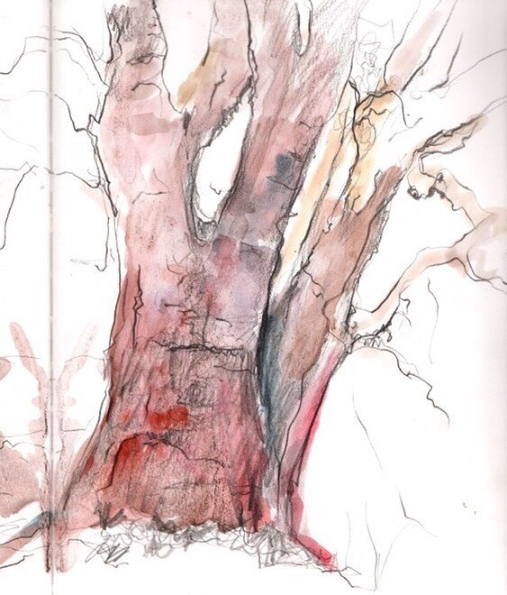 The Arbutus Tree in winter by @victoria.drakeford (watercolour and pencil) &ldquo;First Nations peoples used arbutus as a remedy for colds, stomach troubles and tuberculosis. The reddish bark was boiled up and used as a food dye.&rdquo; #TheArbutustr