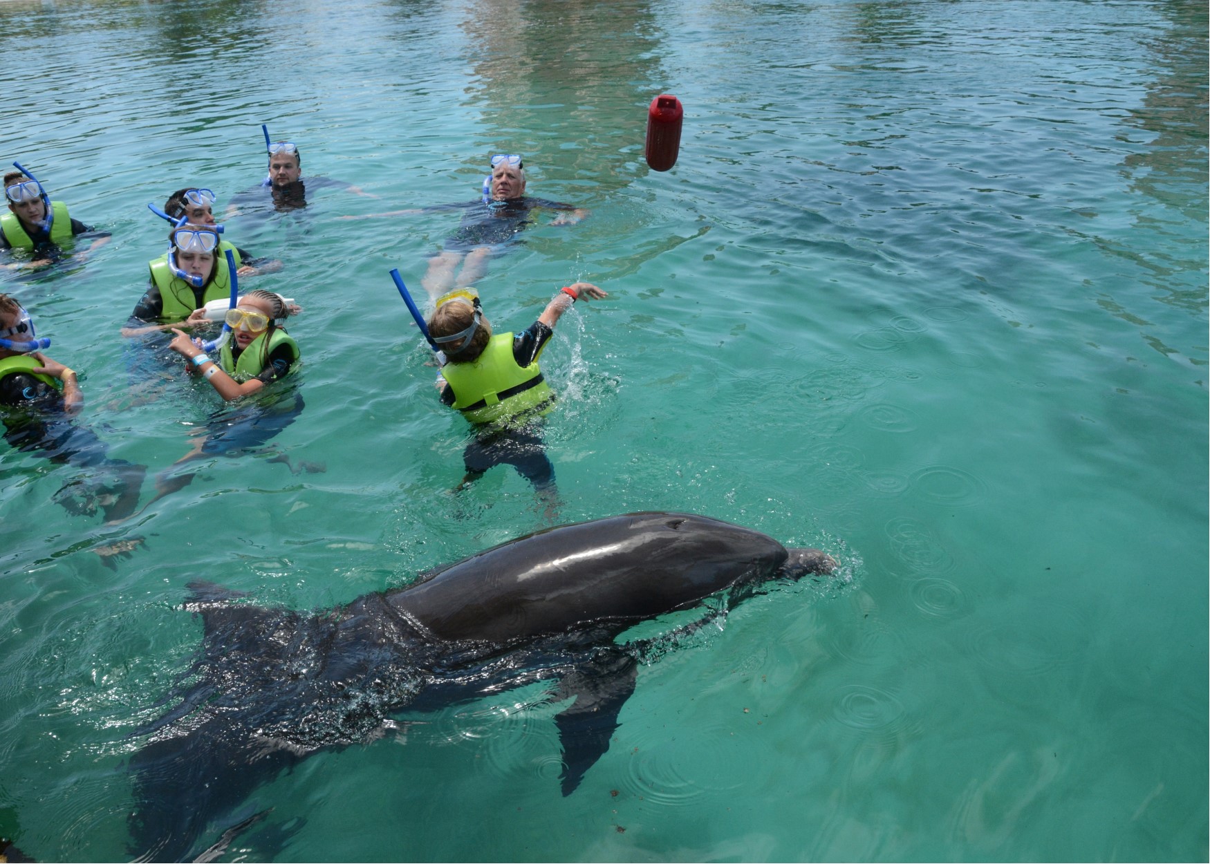 hallie dolphin fetch.jpg