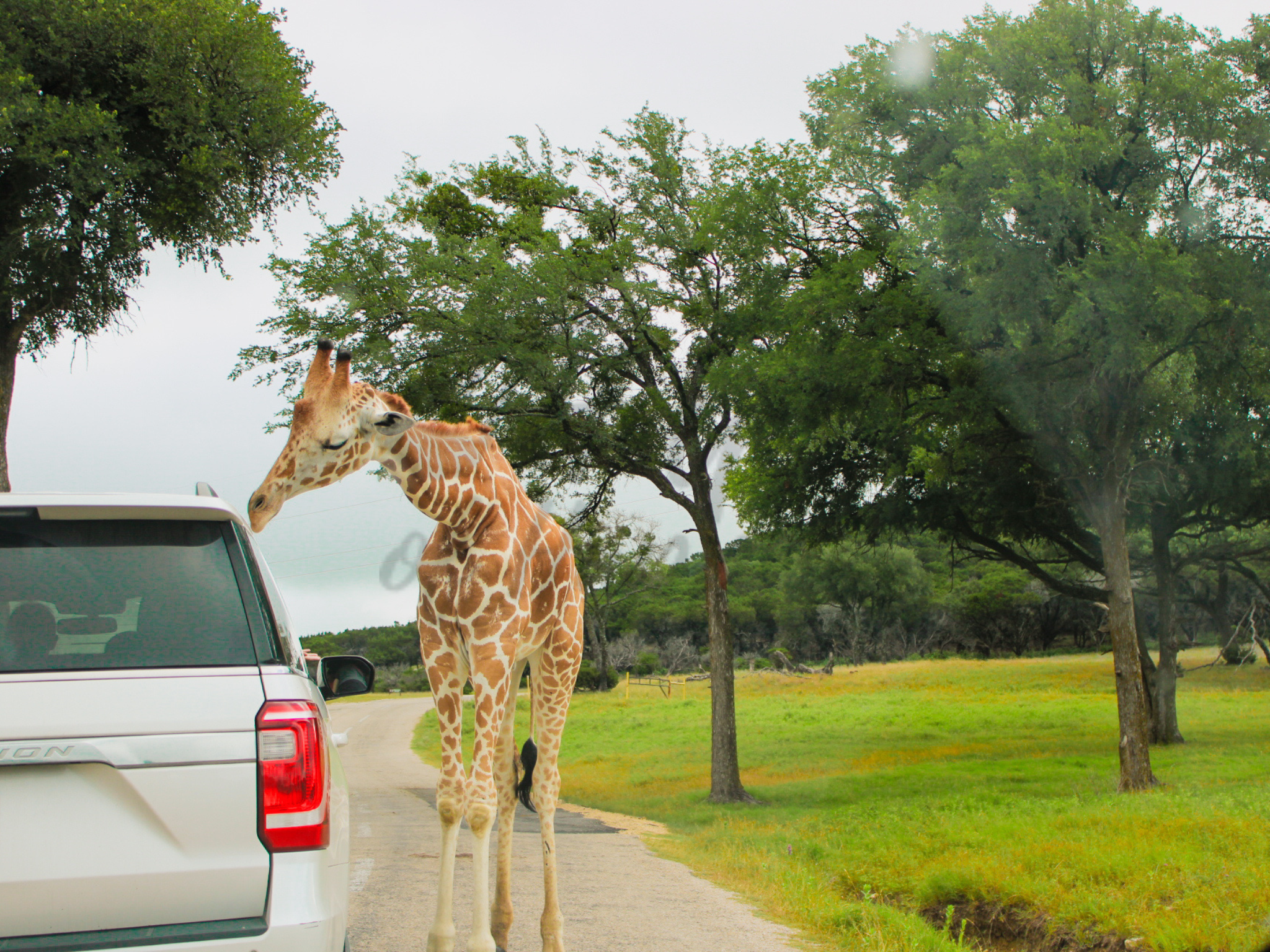 Glen Rose Fossil Rim 5 watermark.png