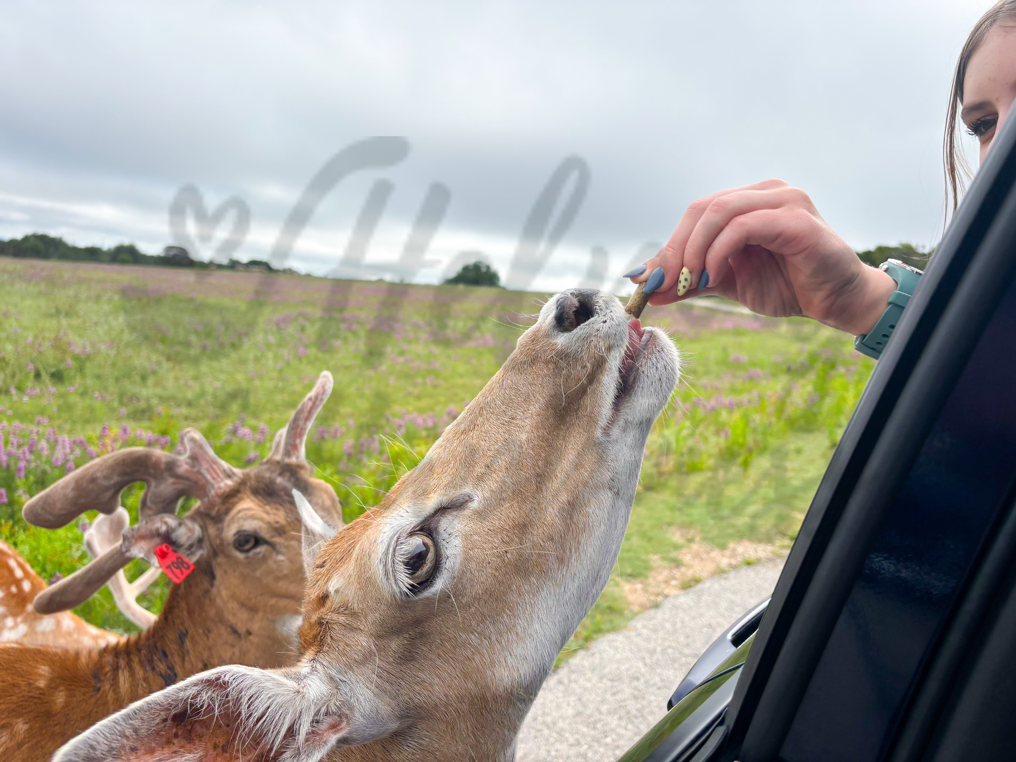 Glen Rose Fossil Rim deer 1 watermark.png