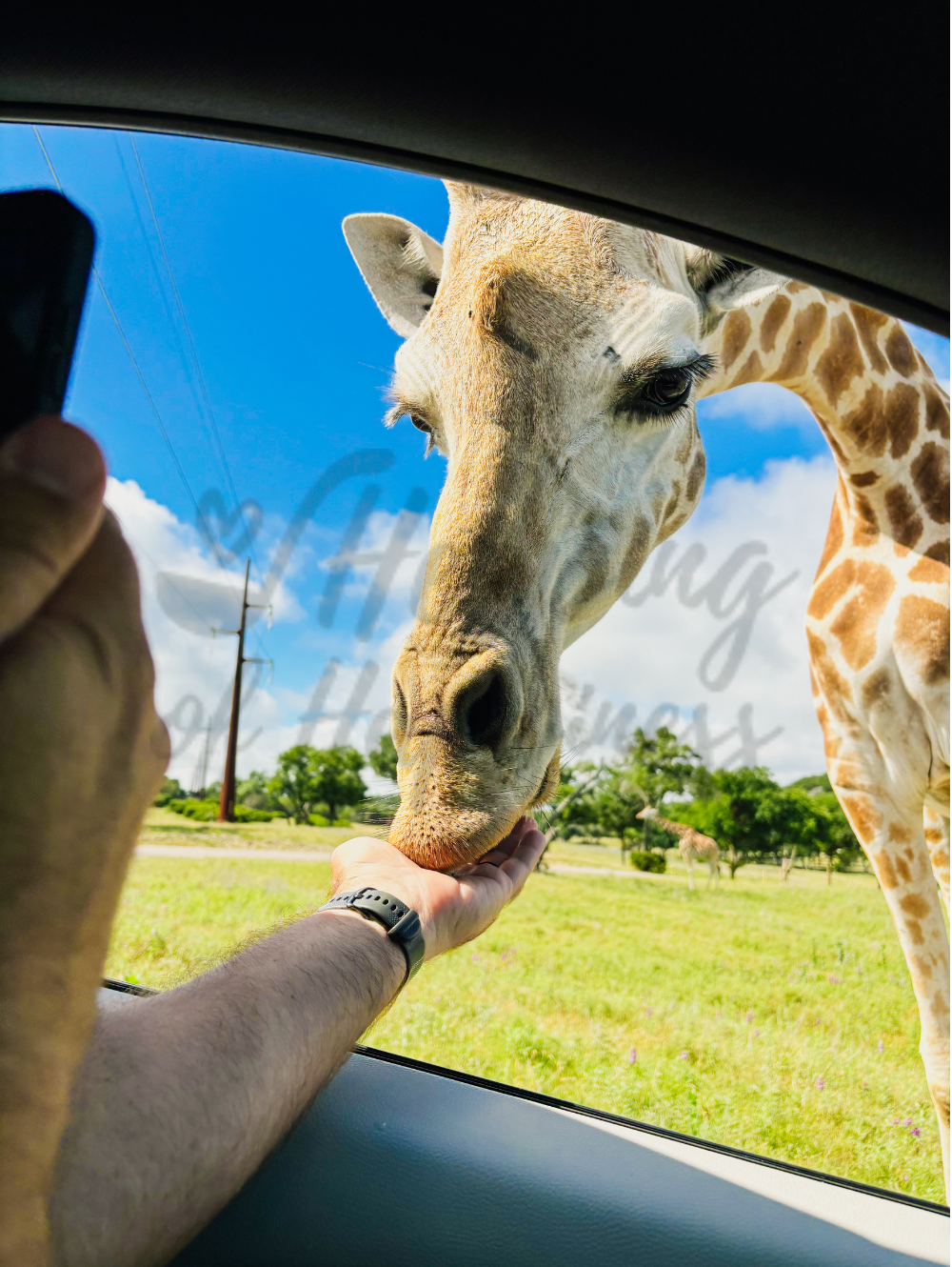 Glen Rose Fossil Rim Giraffe 1 watermark.png