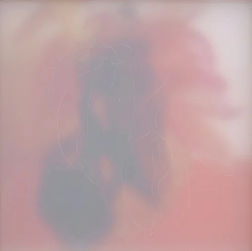 scent    colour pencil, drafting film, photograph     2009