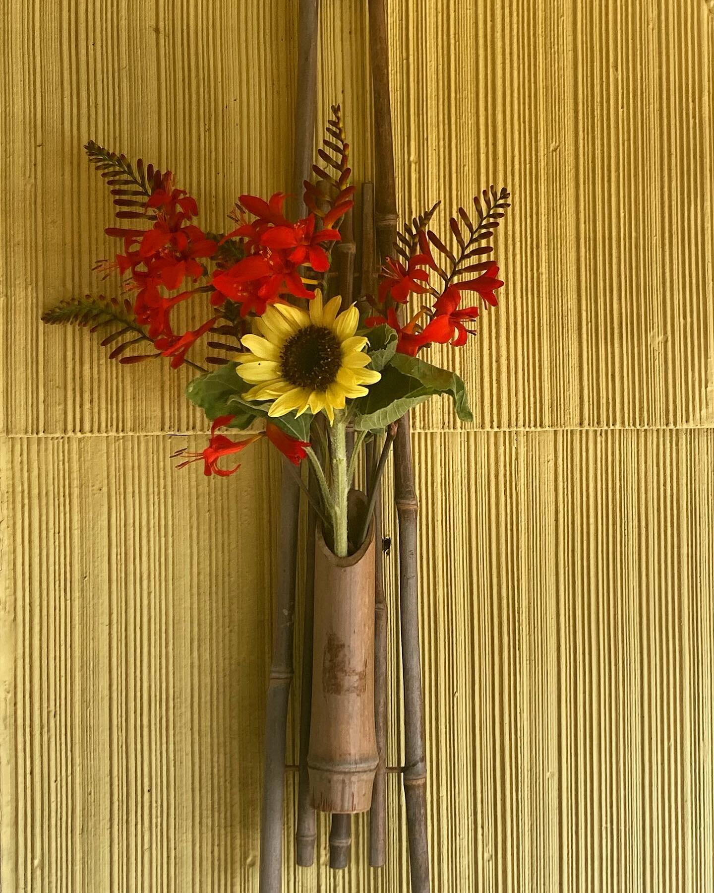 🌻 

#cultofthegreenbough 
#flowers
#flowerseason
#sunflower
#crocosmialucifer 
#flowerarrangement 
#frontdoorflowers 
#summerbloomers
#bringoutsidein
#cutflowerseveryday