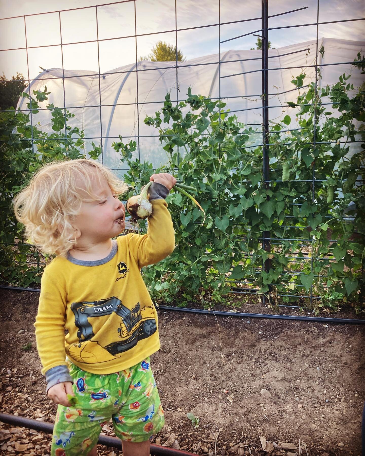 Stop and smell the onions 

🧅❤️🧅

#toddlergardener
#werenotreadybutohwell
#gardeningwithkids
#wallawallasweetionions
#halfacrehomestead
#organicgardening
#vegetablegardening