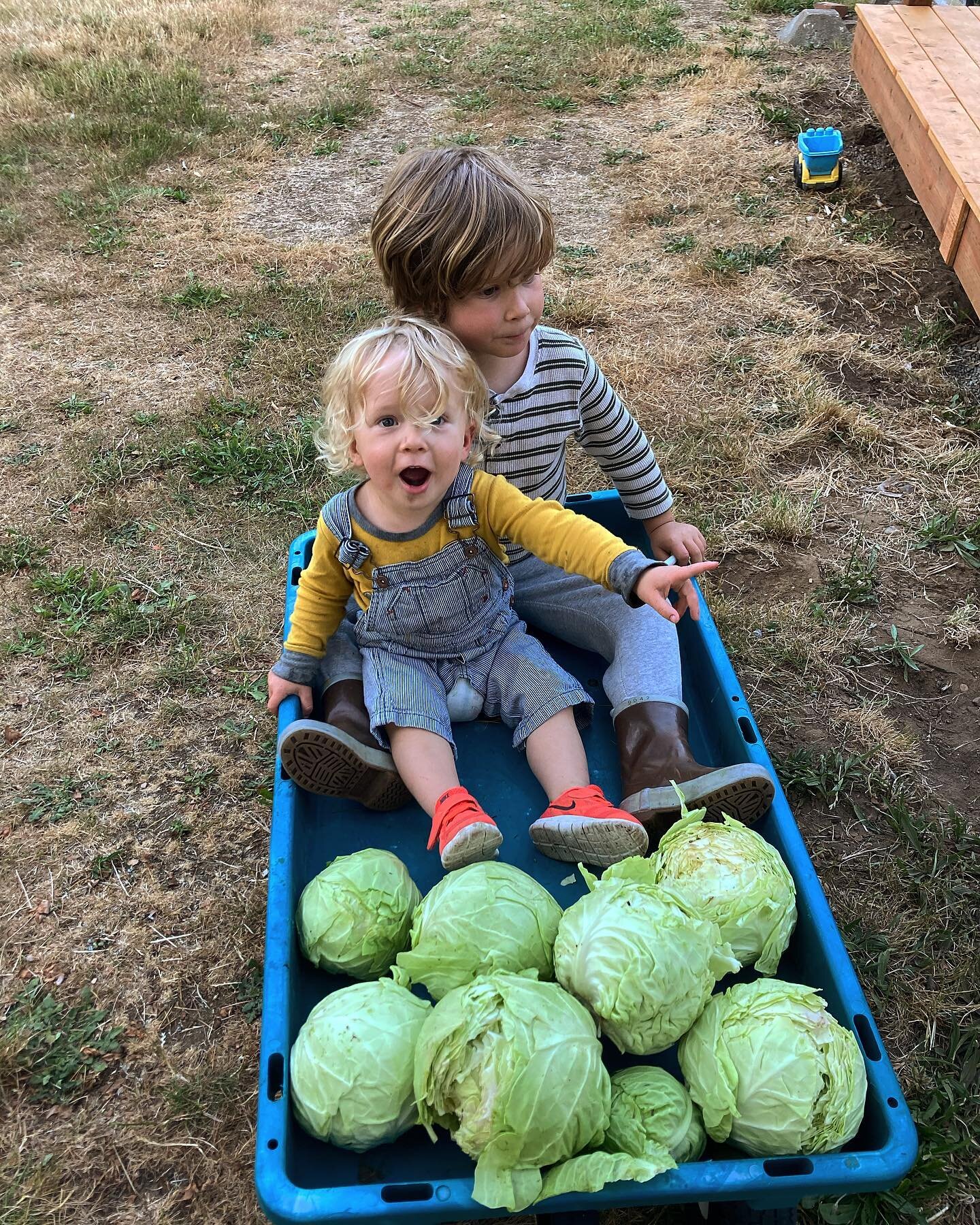 We&rsquo;re about to have a pile of Sauerkraut

#cabbage
#lactofermentation 
#kingofkraut
#cabbagekids
#summerharvest
#readytoplant
#fertilityrotation
#leafrootflowerfruit 
#urbanhomestead
#halfacrehomestead
#growingfood 
#vegtablegardening