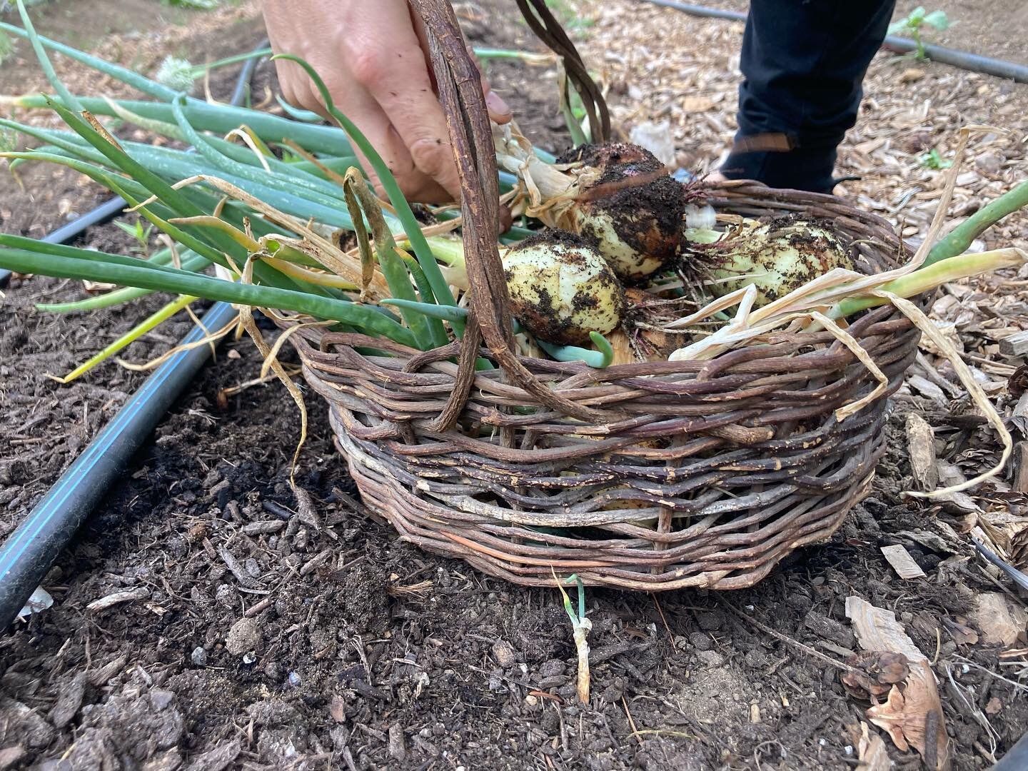 Pulled the Walla Walla onions this morn.

#urbanfarm
#wallawallaonions 
#firsttimegrowers
#alliums
#sweetonions
#harvestseason
#whatawaytowakeup
#halfacrehomestead
#feedingthefamily