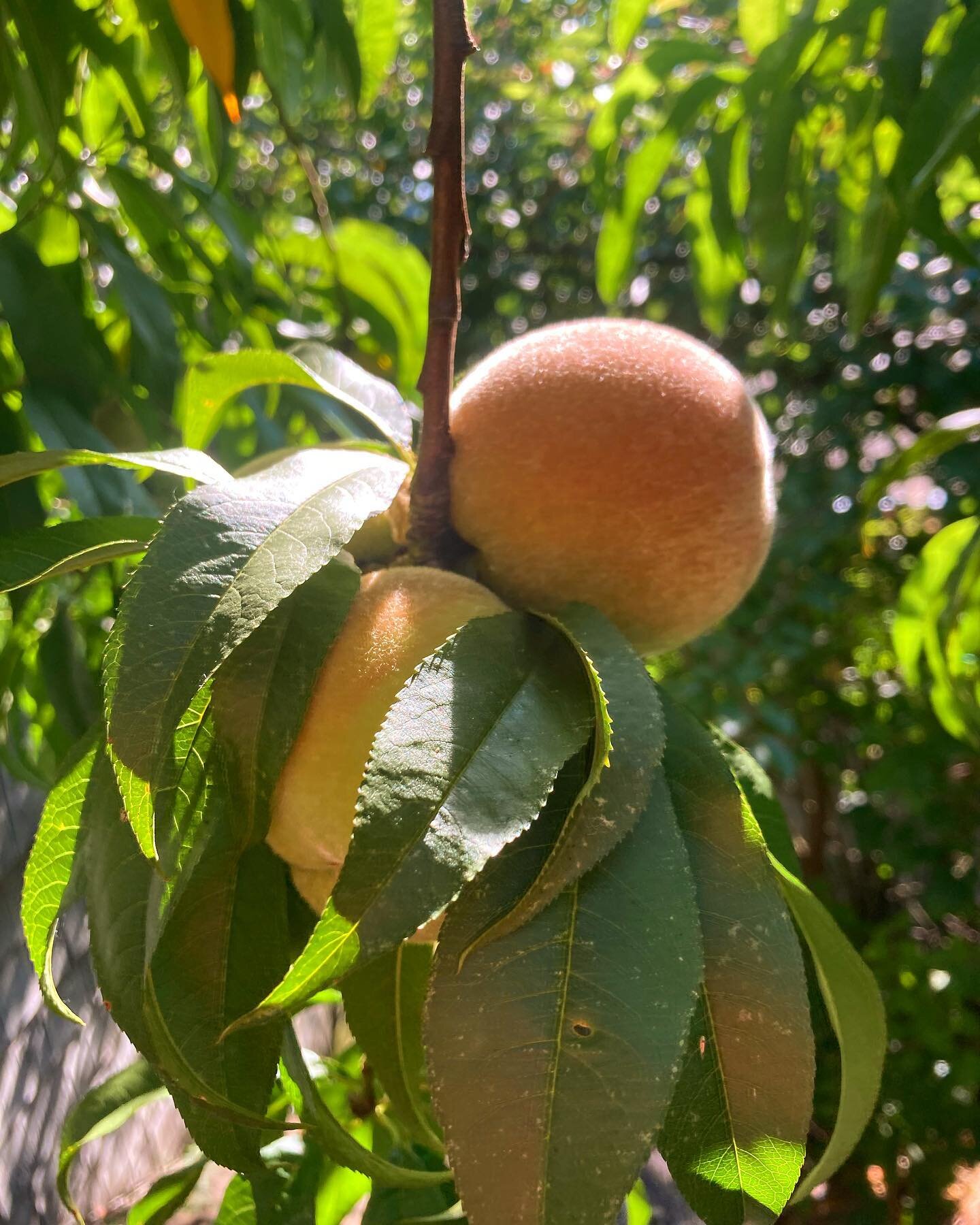 Peaches are looking so good this season. 

#peaches
#prunus
#stonefruit
#humanforage
#cobbler
#cobblergobbler 
#millionsofpeaches 
#neighborhoodfruittrees 
#askbeforeyoupick