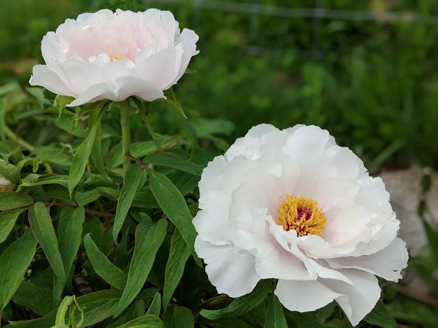 white no flares flower.jpg