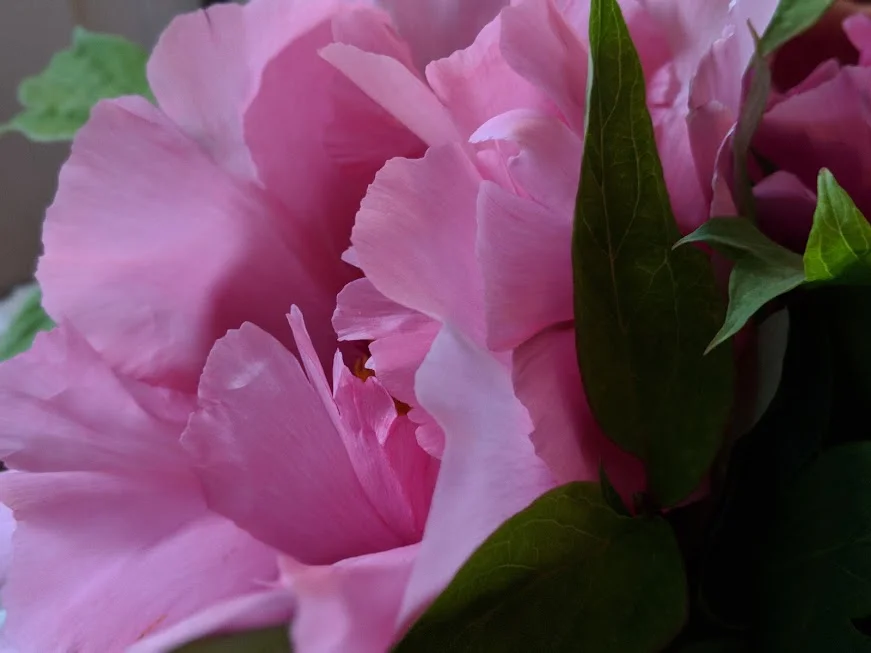 peachy pink flower.jpg
